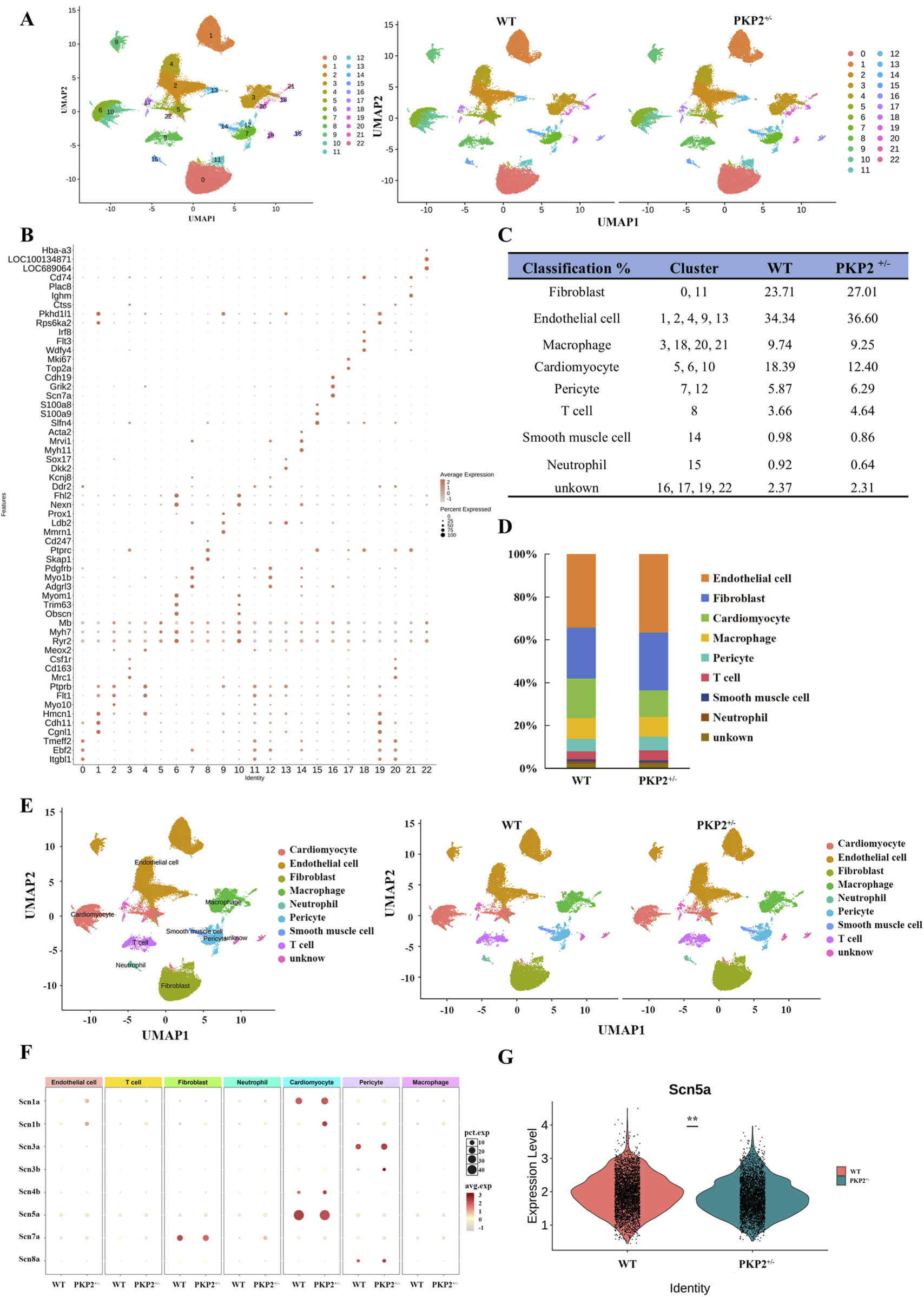 Panel A shows UMAP plots of cell population clusters with different colors labeled 0 to 12. Panel B is a dot plot displaying gene expression levels across various clusters. Panel C is a table summarizing the classification percentage of cell types in WT and PKP2+/− categories. Panel D is a stacked bar chart comparing cell type proportions between WT and PKP2+/−. Panel E contains UMAP plots highlighting specific cell types. Panel F is a dot plot showing gene expression in different cell types across WT and PKP2+/−. Panel G is a violin plot comparing Scn5a expression levels in WT and PKP2+/− samples