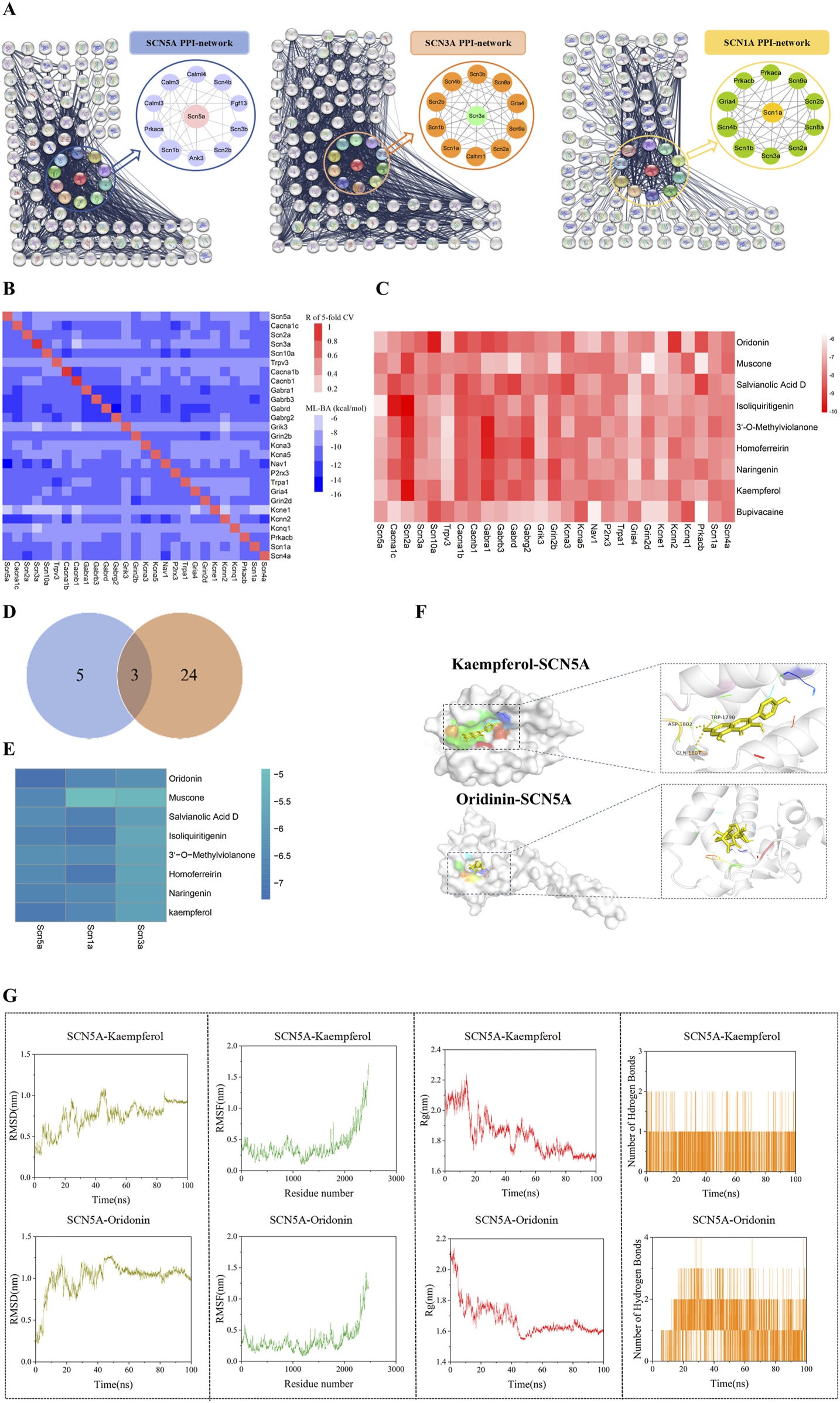 The figure contains multiple panels illustrating protein-protein interaction (PPI) networks, heat maps, and molecular modeling. Panel A shows PPI networks for SCN5A, SCN3A, and SCN1A, highlighting central proteins. Panel B displays the heat map of cross-target binding affinities (BA) predictions. Panel C presents a heat map comparing binding affinities for various compounds. Panel D is a Venn diagram showing overlapping proteins. Panel E consists of a heat map of binding energy of molecular docking of proteins and compounds. Panel F illustrates molecular docking of Kaempferol and Oridonin with SCN5A. Panel G features molecular dynamics simulation between SCN5A and optimal binding active compounds