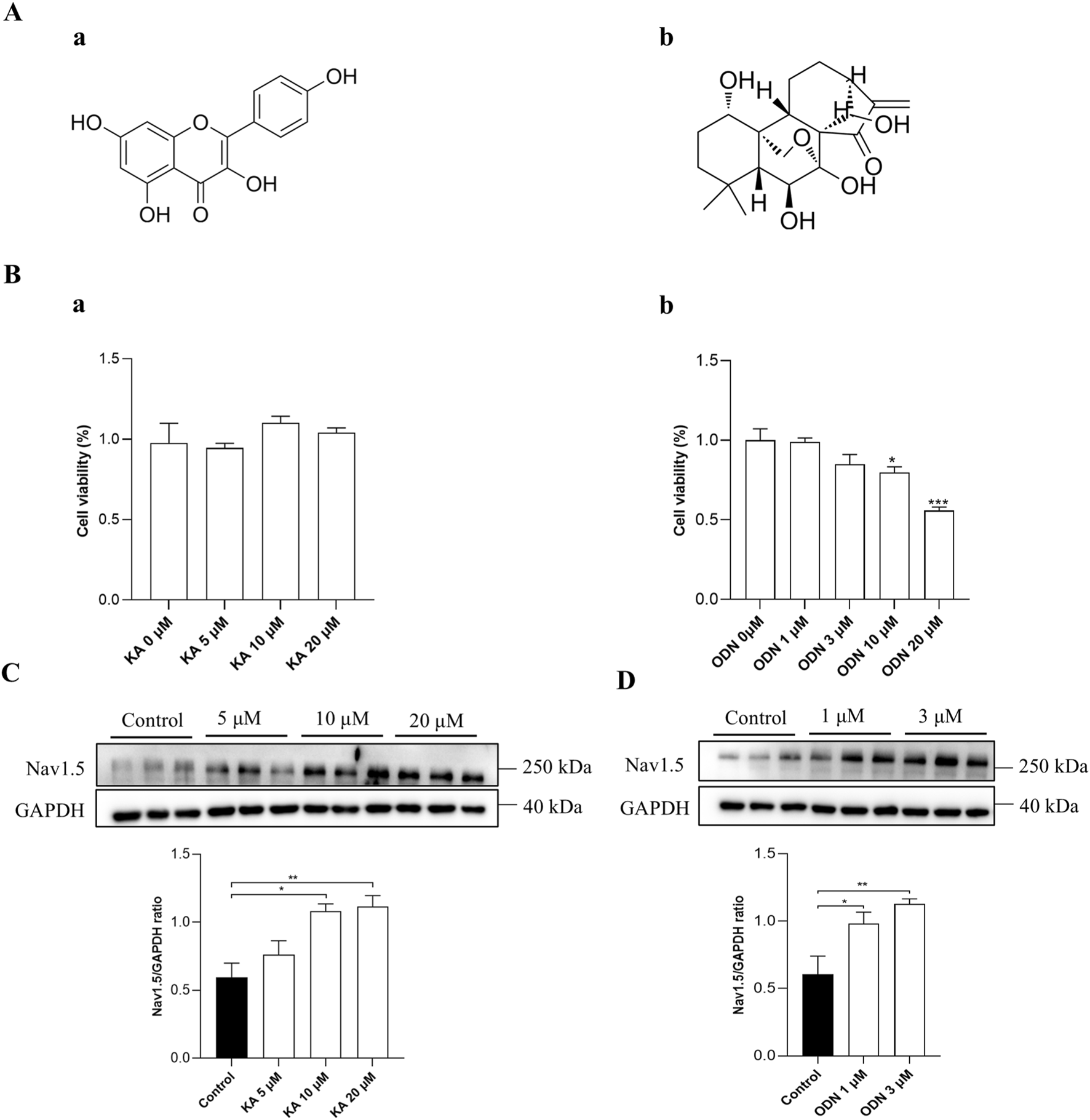 Verification of the screening model. Panel A shows two chemical structures: KA (a) and ODN (b). Panel B illustrates cell viability percentages for two compounds at various concentrations: “KA” shows stable viability across concentrations, while "ODN" decreases viability with higher doses. Panel C and D display Western blot results and corresponding bar graphs, indicating Nav1.5 protein expression levels relative to GAPDH in response to varying concentrations of “KA” and “ODN,“ respectively, with significant changes marked by asterisks.