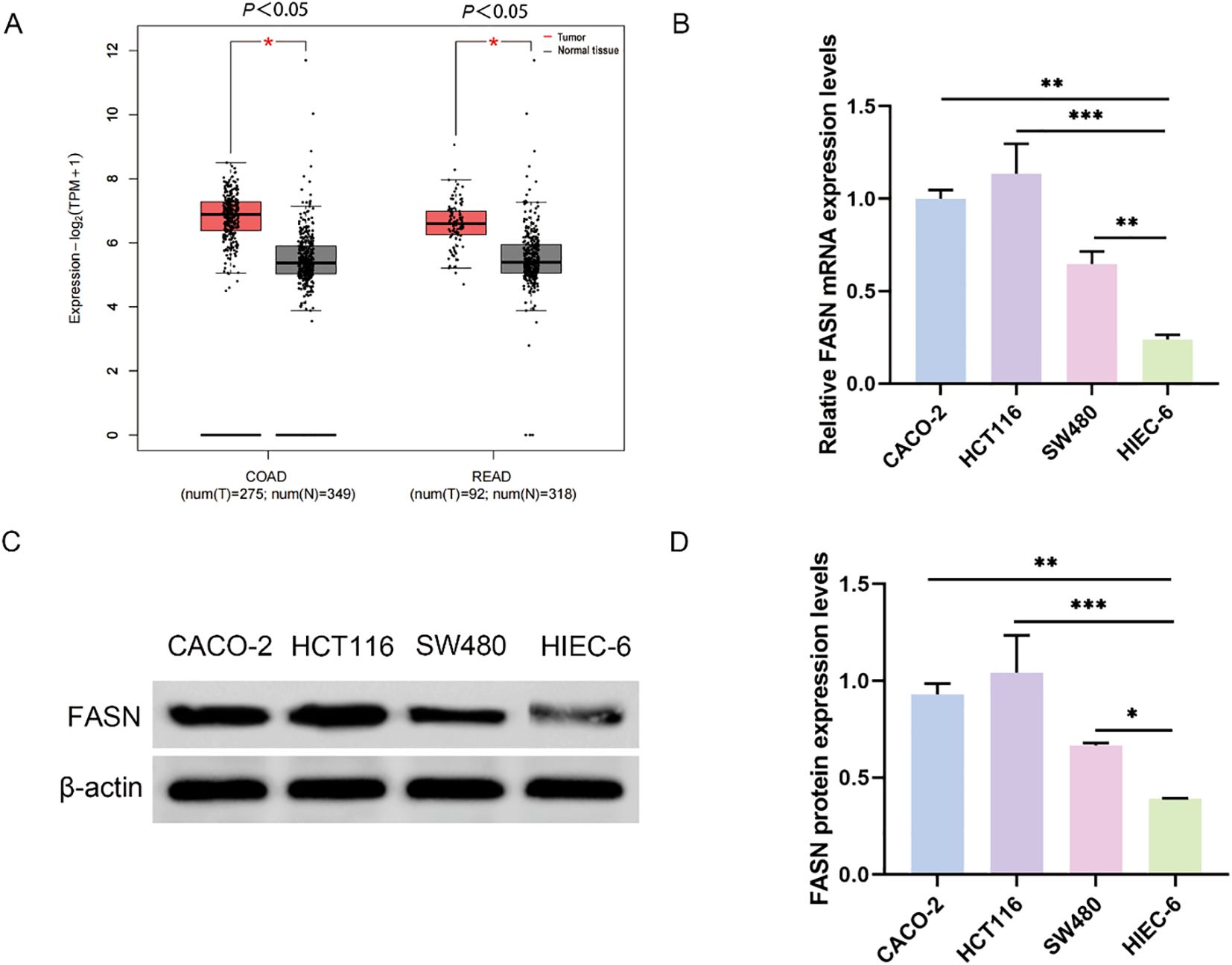 Four panels show data related to FASN expression levels. Panel A has box plots comparing expression in tumor versus normal tissues for COAD and READ, showing significant differences. Panel B displays a bar graph of relative FASN mRNA expression levels across CACO-2, HCT116, SW480, and HIEC-6 cell lines, with significant differences marked. Panel C features immunoblot images of FASN and β-actin across the same cell lines. Panel D presents a bar graph of FASN protein expression levels in the cell lines, highlighting significant differences.