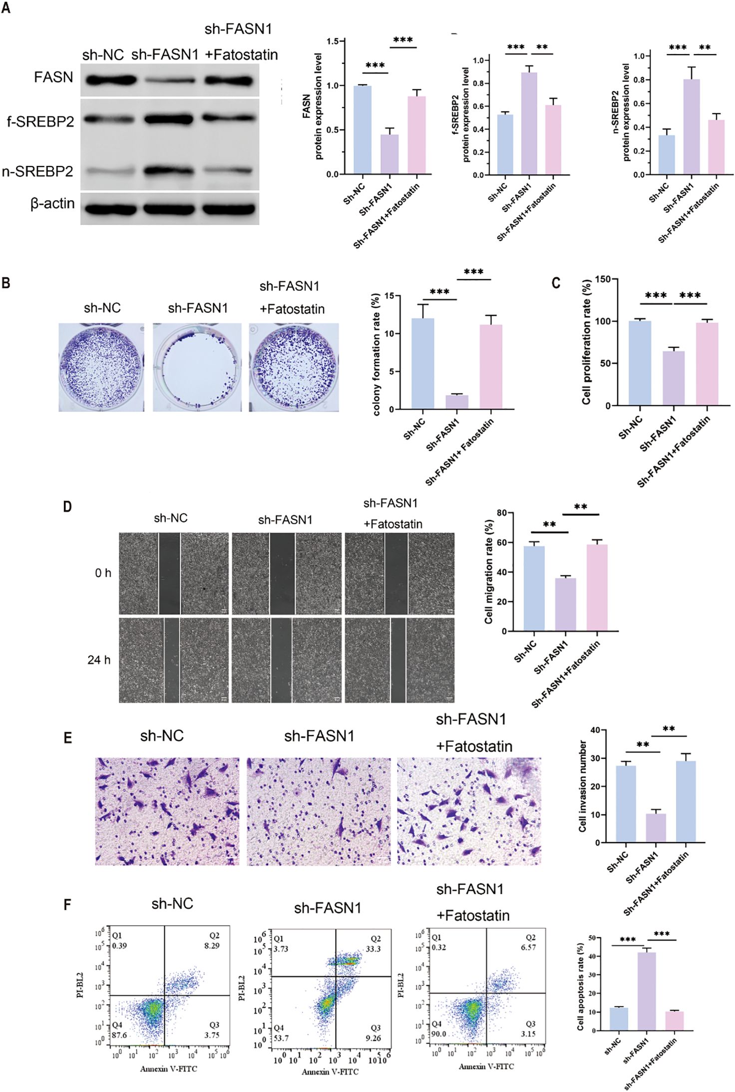 A series of scientific panels with graphs and charts depicting experimental results. Panel A shows immunoblotting for FASN, f-SREBP2, n-SREBP2, and β-actin, along with bar graphs of protein expression levels under different conditions: sh-NC, sh-FASN1, and sh-FASN1 with Fatostatin. Panel B displays images of colony formation assays and a bar graph of colony formation rates. Panel C illustrates cell proliferation rates. Panel D features wound healing assays showing cell migration rates with corresponding graphs. Panel E presents cell invasion assays with a bar graph. Panel F includes flow cytometry dot plots and a bar graph of apoptosis rates. Asterisks indicate statistical significance.