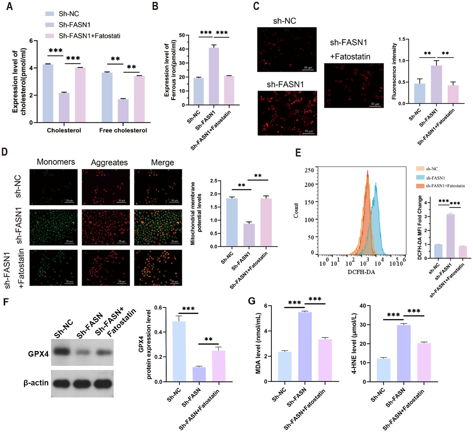 Graphical representation of experimental results comparing sh-NC, sh-FASN1, and sh-FASN1 with Fatostatin across several panels. (A) Bar graphs show expression levels of cholesterol and free cholesterol. (B) Another bar graph details iron levels. (C) Fluorescence images with corresponding intensity bar graph. (D) Images showing monomers, aggregates, and merged states, with a mitochondrial membrane potential bar graph. (E) Histogram of DCFH-DA analysis and related bar graph. (F) Western blot showing GPX4 and GAPDH, with a GPX4 expression bar graph. (G) Bar graphs of MDA and 4-HNE levels. Significant differences are indicated (** p < 0.01, *** p < 0.001).