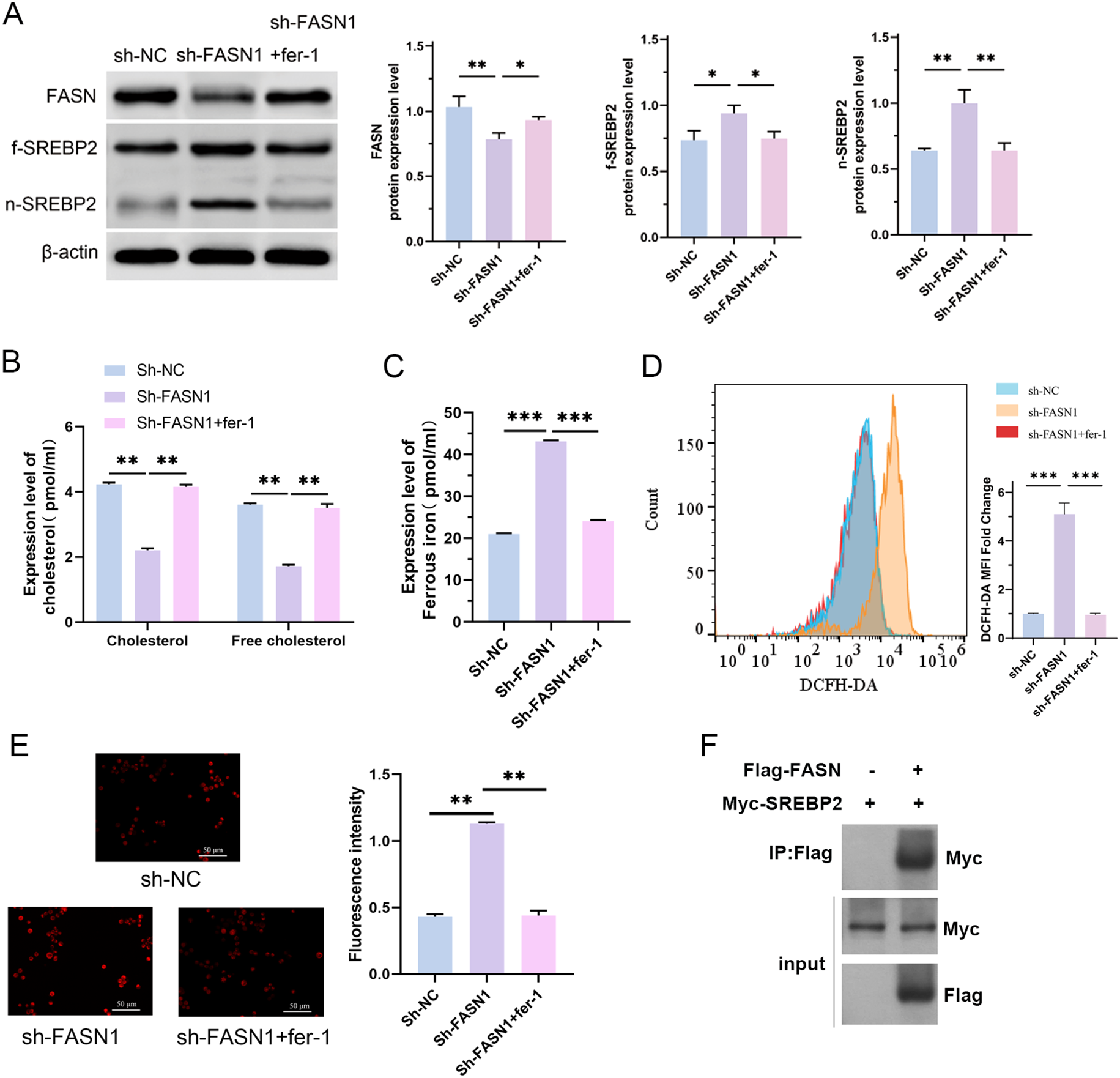 Western blotting and histograms show protein expression and levels of cholesterol, ferrous iron, and fluorescence intensity in different treatments: sh-NC, sh-FASN1, and sh-FASN1+fer-1. Graphs highlight statistical significance with asterisks. Panel D displays a flow cytometry analysis, and panel F includes an immunoprecipitation assay.