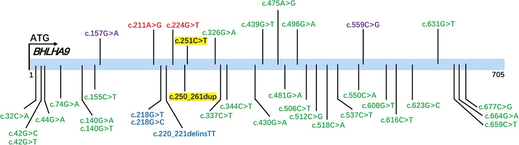Diagram of the BHLHA9 gene showing various nucleotide changes along a linear sequence labeled from 1 to 705. Mutations are indicated as c-dot values such as c.157G>A and c.251C>T. Some mutations are highlighted in different colors, with two in yellow boxes: c.251C>T and c.250_261dup.