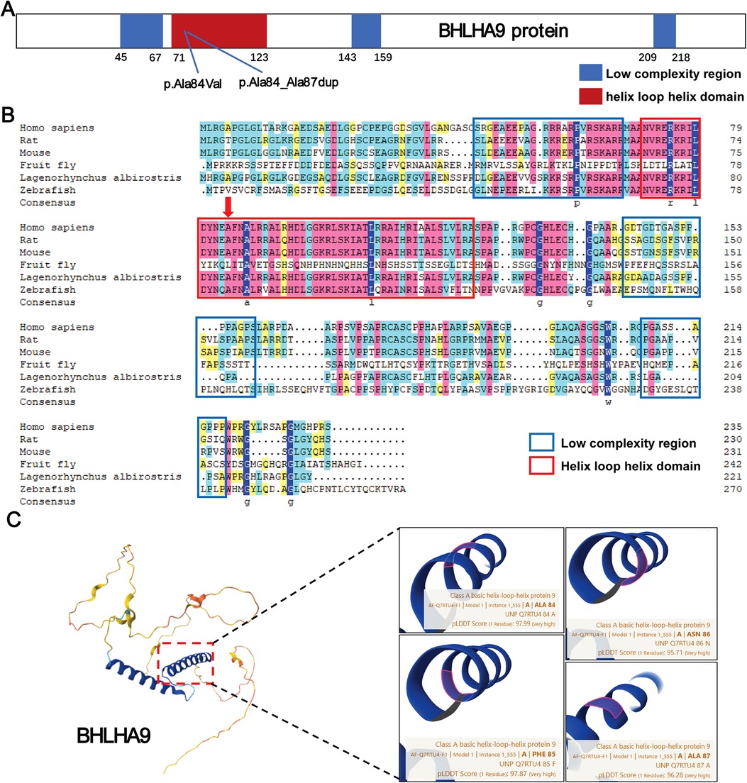 Diagram detailing BHLHA9 protein structure and sequence alignment. Part A shows a schematic of the protein with low complexity regions in blue and helix-loop-helix domains in red. Mutations p.Ala84Val and p.Ala84_Ala87dup are highlighted. Part B presents a sequence alignment across various species showing conserved regions. Part C includes a 3D representation of the protein with marked domains and insets depicting predicted structural models, displaying mutation impacts with pLDDT scores indicating confidence levels.