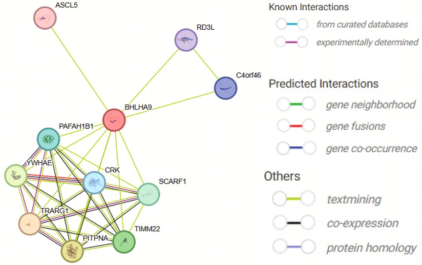 Protein interaction network diagram featuring BHLHA9 at the center, linked to proteins like PAF1HB1, TRARG1, and others. Lines indicate interactions with types colored for database sources, experimental evidence, or predictive interactions. Legend clarifies interaction types including text mining and gene neighborhood.
