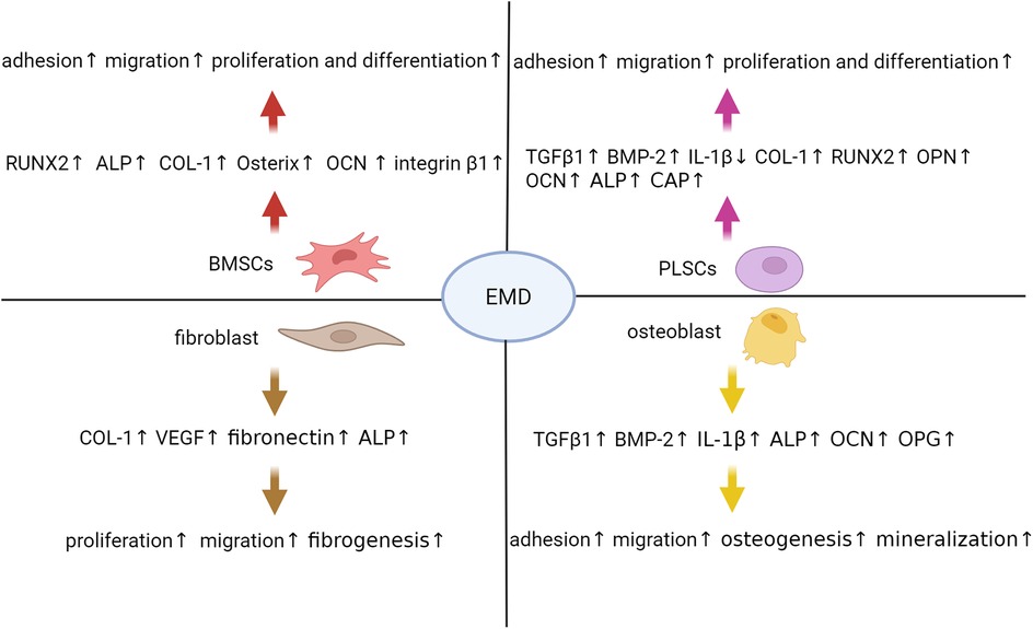 Diagram illustrating the effects of EMD on different cell types: BMSCs, fibroblasts, PLSCs, and osteoblasts. Arrows indicate increases or decreases in factors such as adhesion, migration, proliferation, differentiation, and specific molecular markers. Each cell type is associated with particular pathways and proteins, such as RUNX2, ALP, and TGFβ1, indicating varying cellular responses to EMD.