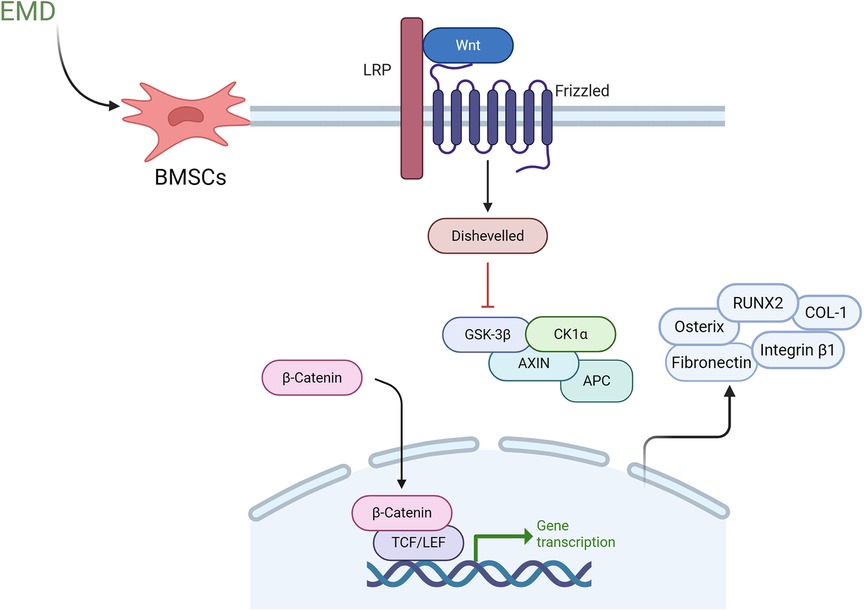 Diagram illustrating the signaling pathway in bone marrow stromal cells (BMSCs). EMD influences these cells, triggering the Wnt pathway via LRP and Frizzled receptors, activating Dishevelled. β-Catenin translocates to the nucleus, associates with TCF/LEF, and promotes gene transcription. This regulates osteoblast-related factors Osterix, RUNX2, COL-1, Fibronectin, and Integrin β1.