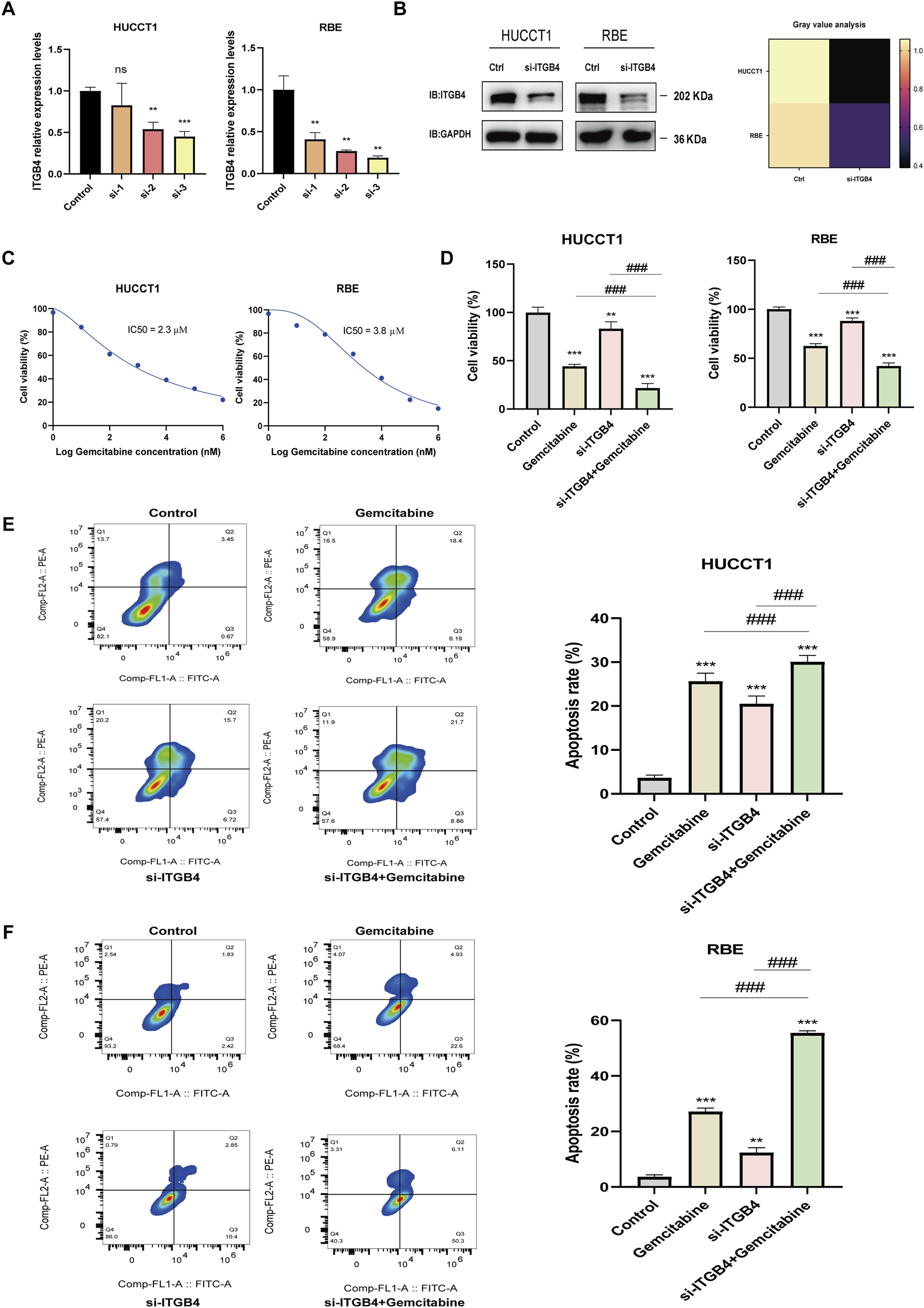 Panel A shows bar graphs of ITGB4 expression levels in HUCC1 and RBE cells with siRNA interference. Panel B presents Western blot results for ITGB4 and GAPDH, with a heatmap illustrating gray value analysis. Panel C displays cell viability curves under different Gemcitabine concentrations with IC50 values. Panel D includes bar graphs of cell viability in various treatment conditions. Panels E and F show flow cytometry plots and apoptosis rate bar graphs for HUCC1 and RBE cells, indicating effects of treatments like Gemcitabine and si-ITGB4. Statistical significance is marked with asterisks and hash symbols.