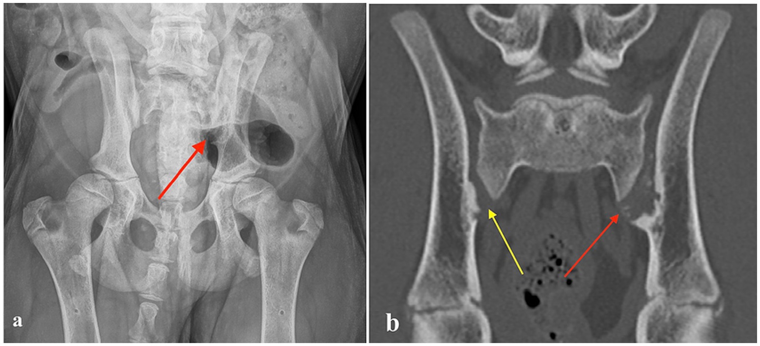 Radiograph and CT images of a dog pelvis. Figure (a) on the left features a red arrow pointing toward right sacroiliac joint with erosive lesion. Figure (b) on the right includes a yellow arrow indicating left and red arrow indicating right sacroiliac joint both with erosive lesion.