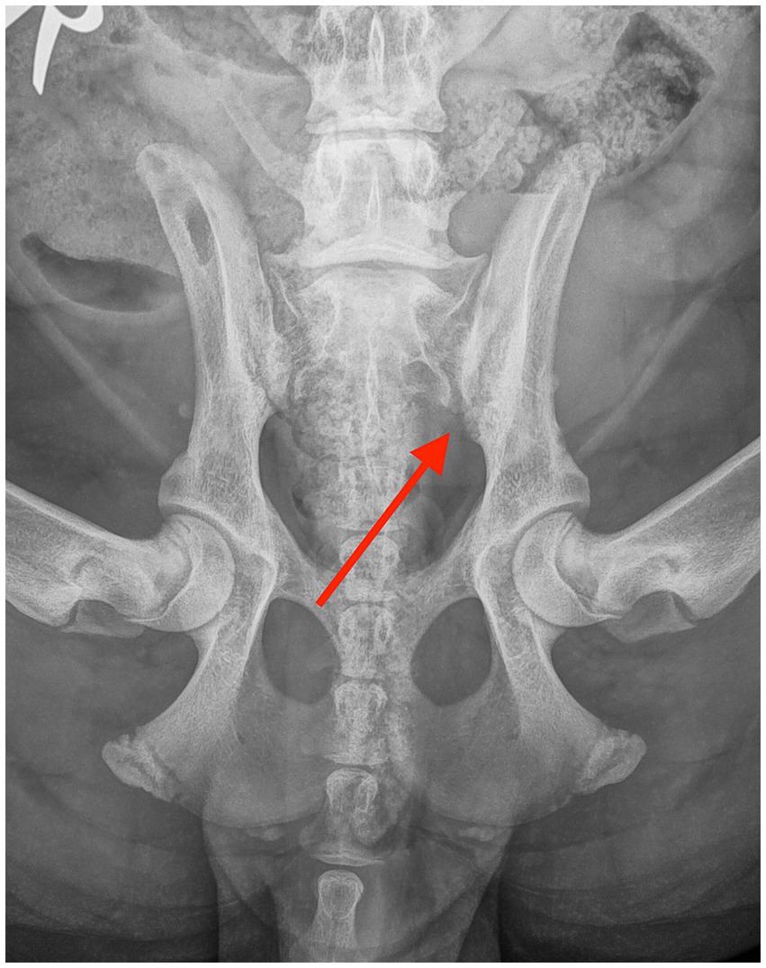 Radiograph of a dog pelvis showing a red arrow pointing to right sacroiliac joint.