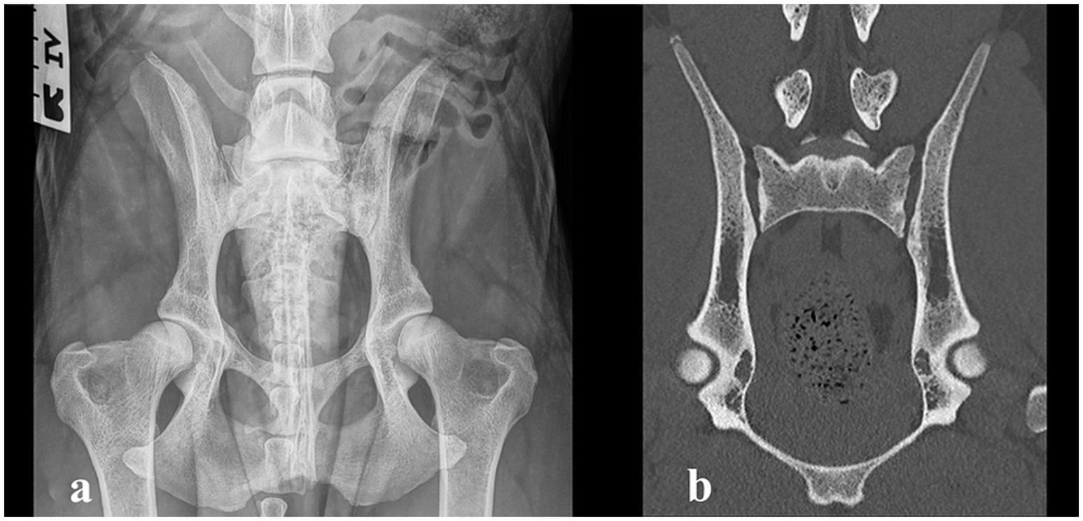 Radiograph and CT images of the dog pelvis. Figure (a) shows ventrodorsal hip radiograph. Figure (b) presents a coronal CT view of a pelvis.