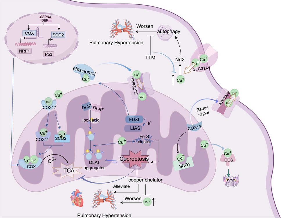 Illustration of mitochondrial pathways involved in copper homeostasis and its impact on pulmonary hypertension. It shows interactions between various proteins and elements like COX, SCO2, FDX1, and SLC25A3. The diagram includes processes such as autophagy, and pathways influenced by elements like copper (Cu+), impacting conditions such as curoptosis. It also notes interventions like copper chelators and elesclomol. The pathway's effects on pulmonary hypertension, both worsening and alleviating, are depicted.