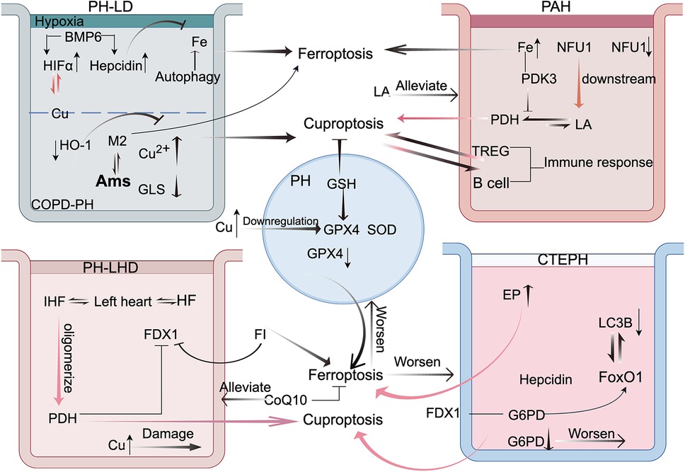 Diagram illustrating mechanisms related to different types of pulmonary hypertension (PH-LD, PAH, PH-LHD, CTEPH) focusing on ferroptosis and cuproptosis pathways. It includes elements like hypoxia, autophagy, immune response, and the involvement of elements such as copper (Cu) and iron (Fe), among others. Arrows indicate interactions and pathways, showing processes like downregulation and alleviation between various proteins and cellular responses. Each compartment details specific biochemical interactions relevant to the condition depicted.