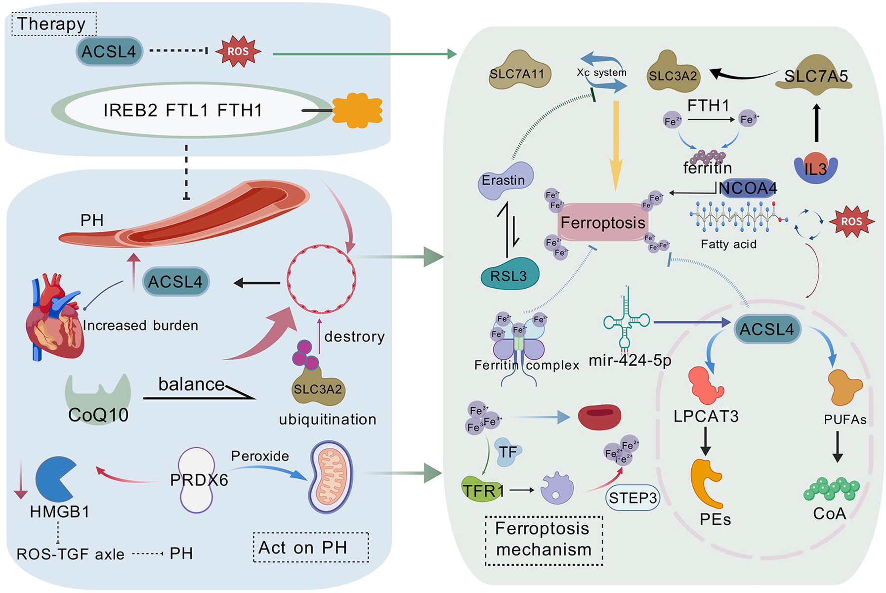 Diagram illustrating the role of ACSL4 in ferroptosis and its therapeutic applications. It depicts interactions between ACSL4, various proteins, and processes like ROS generation, ubiquitination, lipid metabolism, and the ferroptosis mechanism. Key components include ferritin complex, fatty acids, and enzymes involved in ACSL4's impact on oxidative stress and heart burden in pulmonary hypertension.