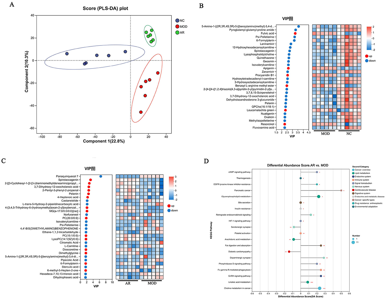 Panel A presents a PLS-DA score plot, displaying group clusters of NC, MOD, and AR with respective color coding. Panel B shows a VIP plot and heatmap, indicating metabolites upregulated or downregulated in MOD and NC groups. Panel C features a similar VIP plot and heatmap for AR and MOD groups. Panel D illustrates a differential abundance score graph for AR versus MOD, showing pathway involvement across categories such as cancer and metabolism.