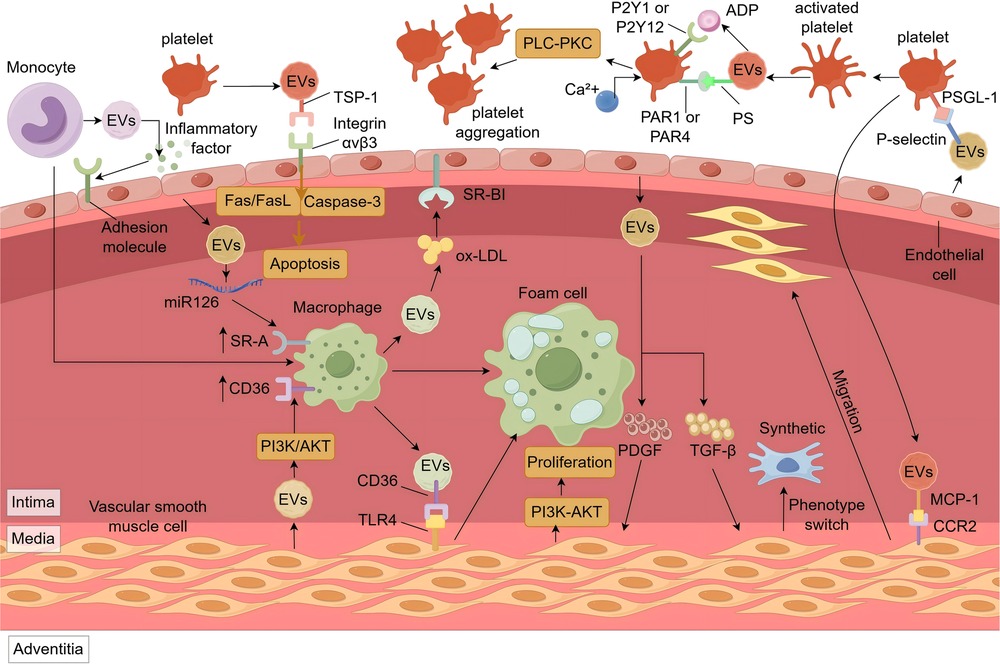 Illustration of cellular interactions in vascular inflammation. It shows monocytes, platelets, endothelial cells, and macrophages releasing extracellular vesicles (EVs) that influence processes like apoptosis, platelet aggregation, migration, and phenotype switching. Key molecules and pathways involved include Fas/FasL, Caspase-3, SR-BI, ox-LDL, PI3K/AKT, PDGF, TGF-β, MCP-1, CCR2, and adhesion molecules. The endothelium, intima, media, and adventitia layers of a blood vessel are labeled.