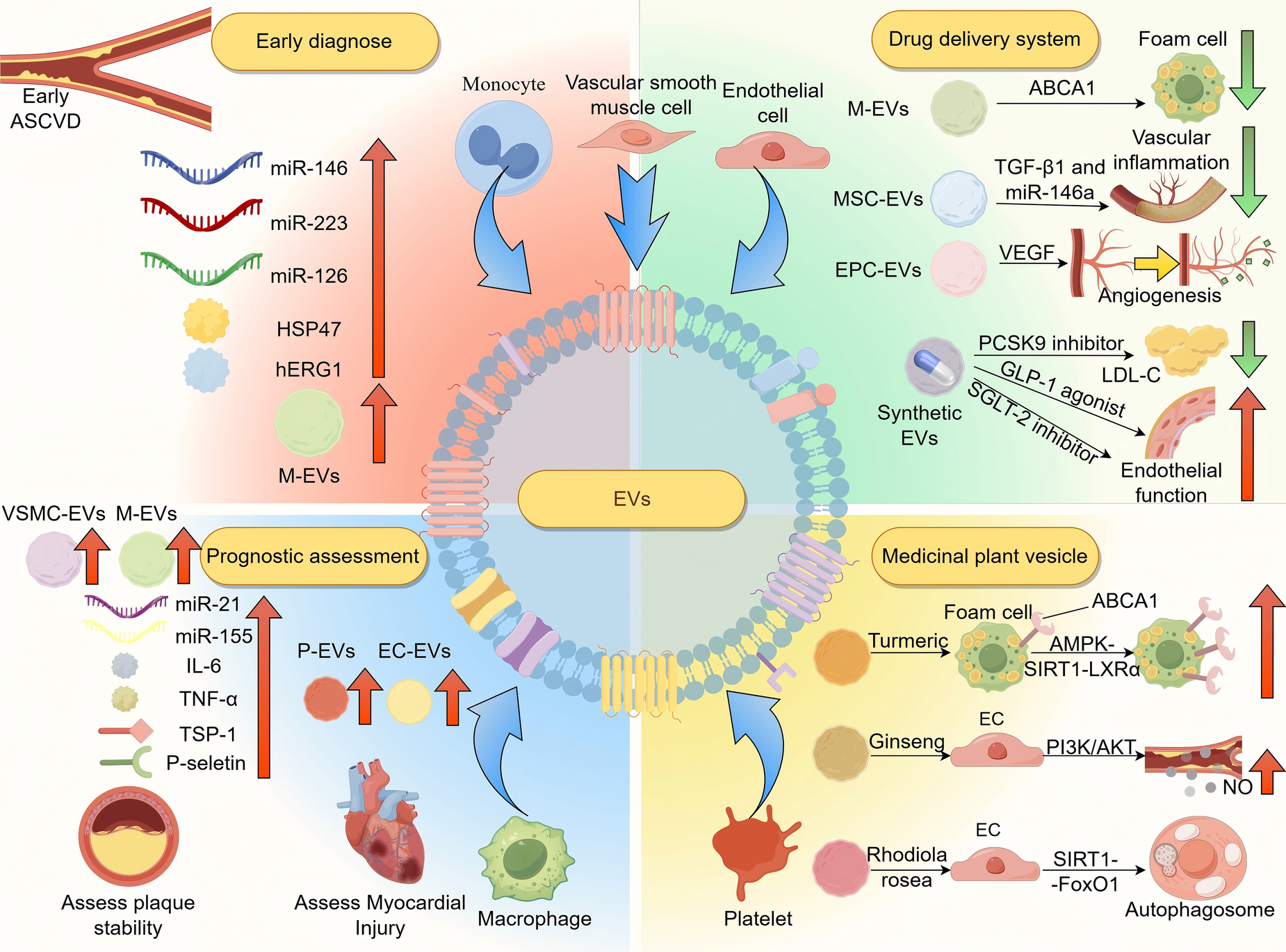 Diagram illustrating the role of extracellular vesicles (EVs) in cardiovascular disease diagnosis and treatment. The left side focuses on early diagnosis and prognostic assessment, featuring molecules like miR-146 and miR-223, and cell types like monocytes and endothelial cells. The right side highlights drug delivery systems, including medicinal plant vesicles and synthetic EVs, for vascular inflammation and endothelial function. Key substances and processes such as ABCA1, TGF-β1, PCSK9 inhibitors, and angiogenesis are depicted alongside cells like foam cells and endothelial cells. The central large EV symbolizes the integration of these processes.