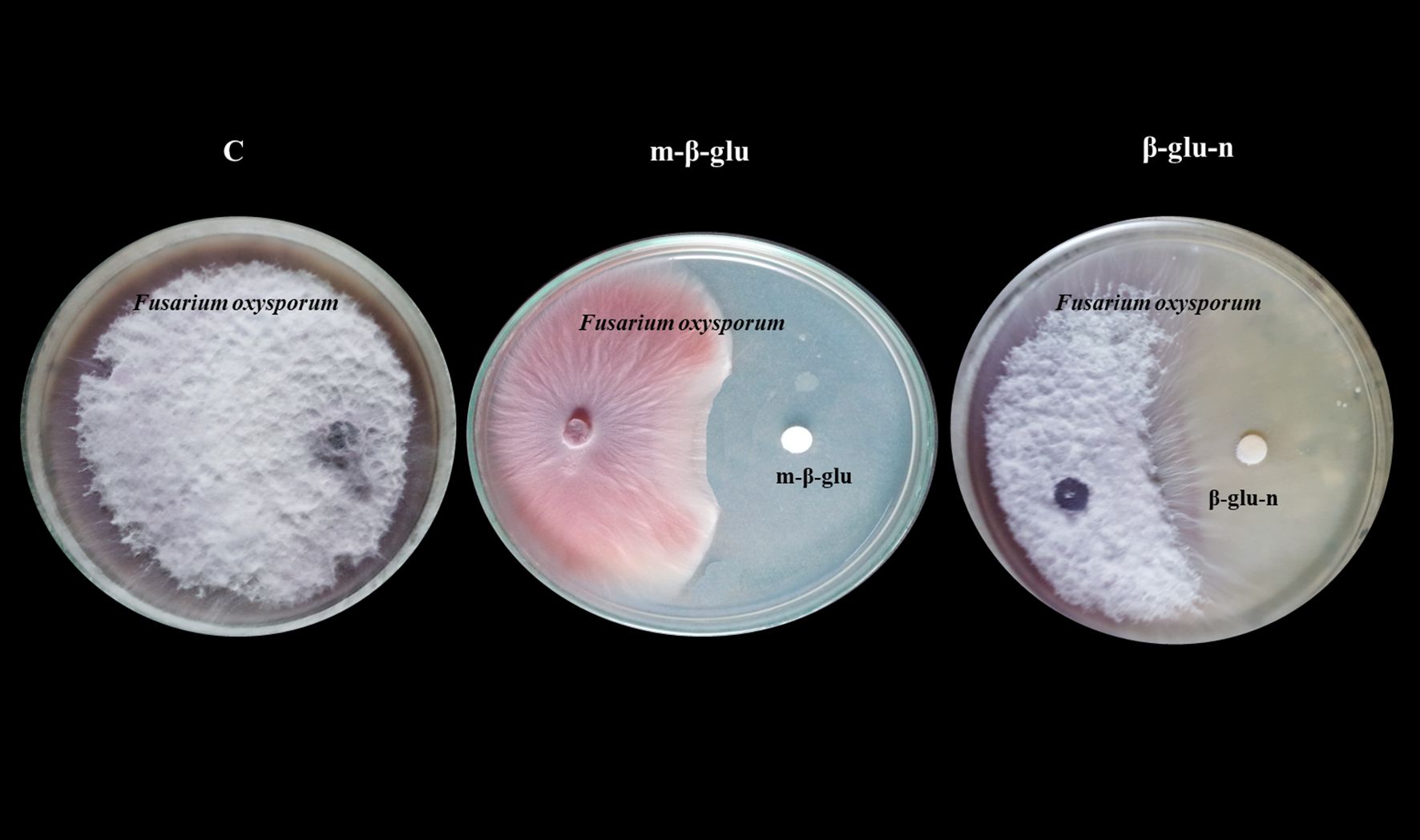 Three petri dishes display Fusarium oxysporum fungi growth. The first dish shows white fungal growth labeled “C.” The second has two sections: a pink fungus and a clear section labeled “m-β-glu.” The third dish shows white growth and a clear section labeled “β-glu-n.