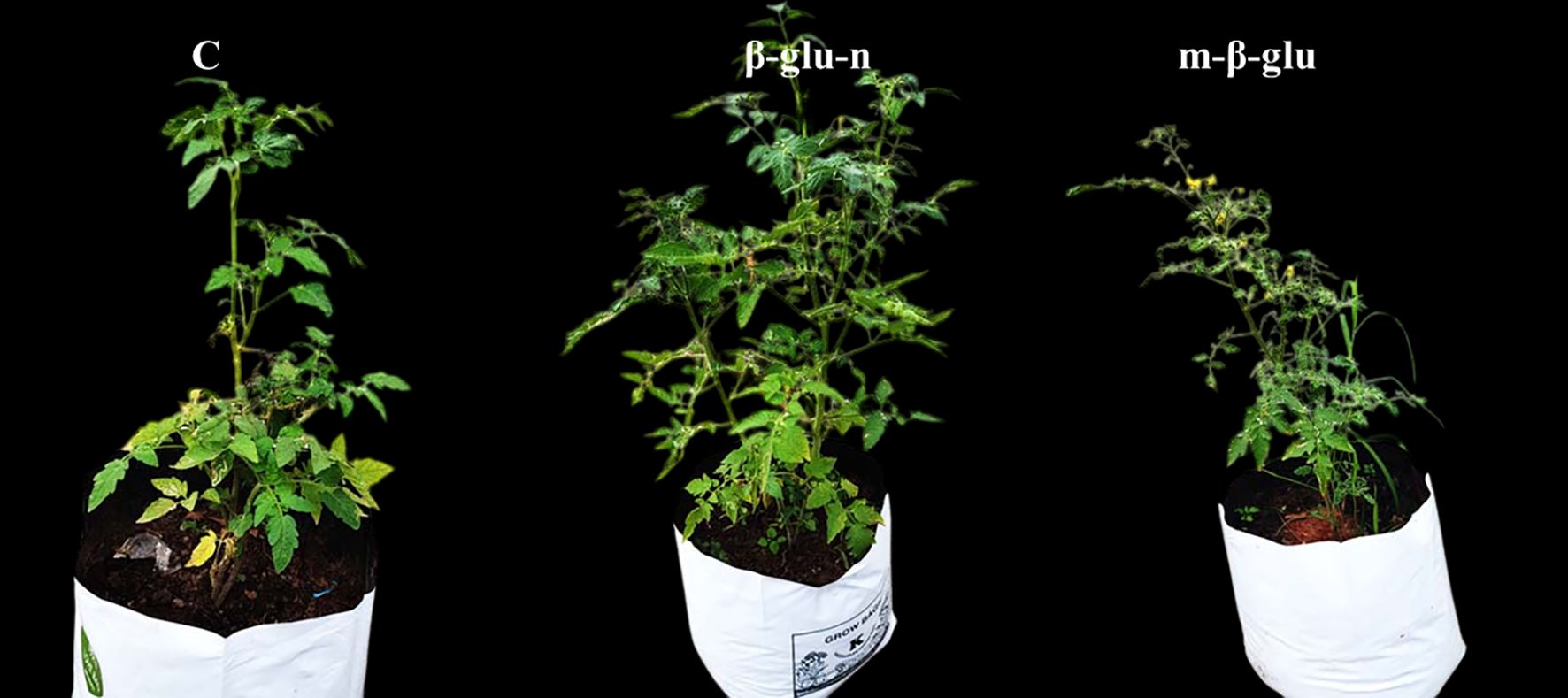 Three tomato plants in pots against a black background. The plants are labeled from left to right: C, β-glu-n, and m-β-glu. The middle plant appears bushier, and the rightmost plant is the least dense.