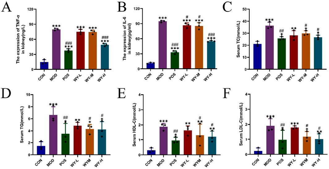Bar charts labeled A to F display various serum and kidney expression levels for different groups: CON, MOD, POS, WY-L, WY-M, and WY-H. Chart A shows TNF-α; B shows IL-6; C shows total cholesterol (TC); D shows triglycerides (TG); E shows HDL-C; F shows LDL-C. The MOD group consistently has the highest values. Statistical significance is marked with asterisks and hashes.