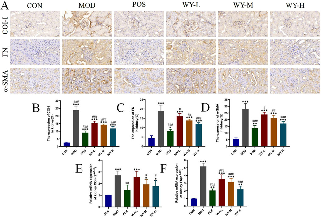 Microscopic images (panel A) and bar graphs (panels B-F) show kidney expression levels of COL-I, FN, and α-SMA across different groups labeled CON, MOD, POS, WY-L, WY-M, and WY-H. Bar graphs compare expression levels, with significant differences marked by asterisks and hash symbols, indicating statistical comparisons among groups.