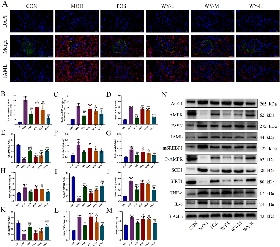 Panel A presents immunofluorescence images showing DAPI, Merge, and JAML staining across six conditions (CON, MOD, POS, WY-L, WY-M, WY-H). Panels B to M depict various bar graphs illustrating different experimental metrics, with data points labeled and compared across the same conditions. Panel N displays Western blot results, showing protein expression levels for ACC1, AMPK, FASN, JAML, mSREBP1, P-AMPK, SCD1, SIRT1, TNF-α, IL-6, and β-Actin for each condition, with molecular weights listed beside each band.