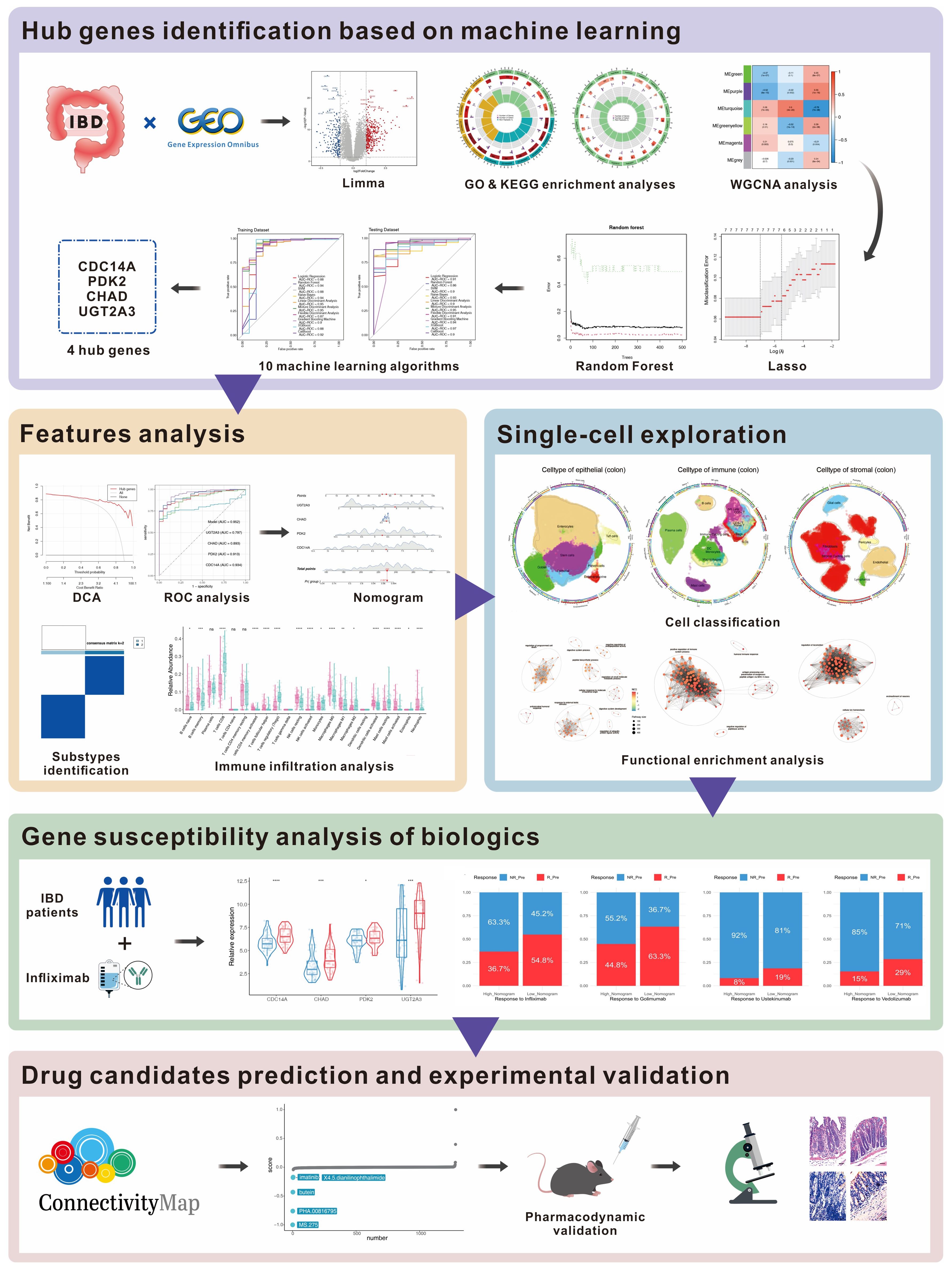 Flowchart depicting a research process for identifying hub genes in IBD via machine learning. Includes gene expression analysis, machine learning algorithms, features analysis, single-cell exploration, and gene susceptibility analysis. It concludes with drug candidate prediction through ConnectivityMap and experimental validation.