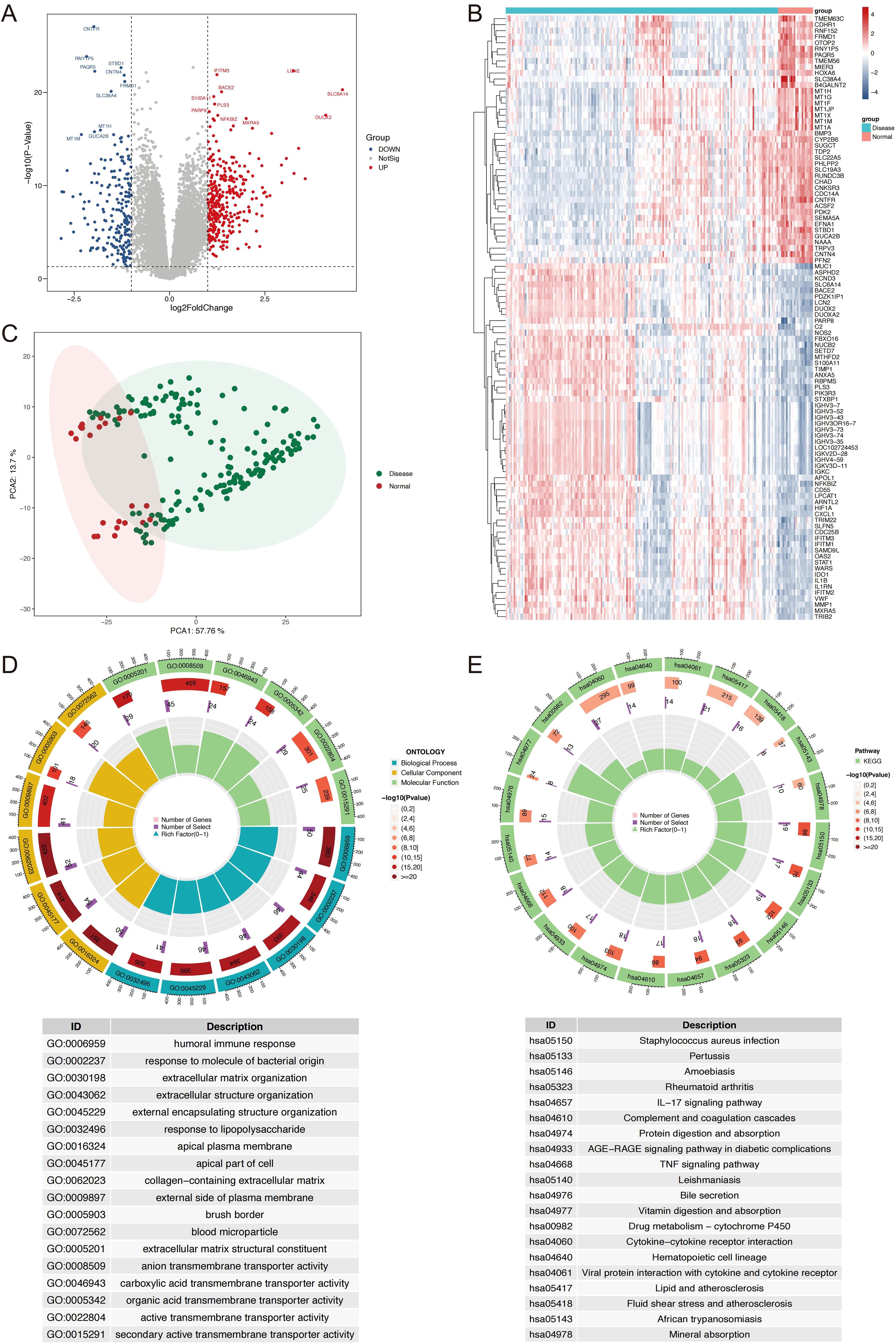 Figure 1 shows a series of data visualizations: A) A volcano plot depicting gene expression changes with red (upregulated) and blue (downregulated) points. B) A heatmap illustrating gene expression differences between disease and normal groups. C) A PCA plot showing two distinct clusters of disease (green) and normal (red) samples. D) A circular plot for gene ontology with categories in different colors, showing the number of genes involved. E) A circular plot for KEGG pathways, highlighting the number of associated genes, with pathway descriptions listed below.