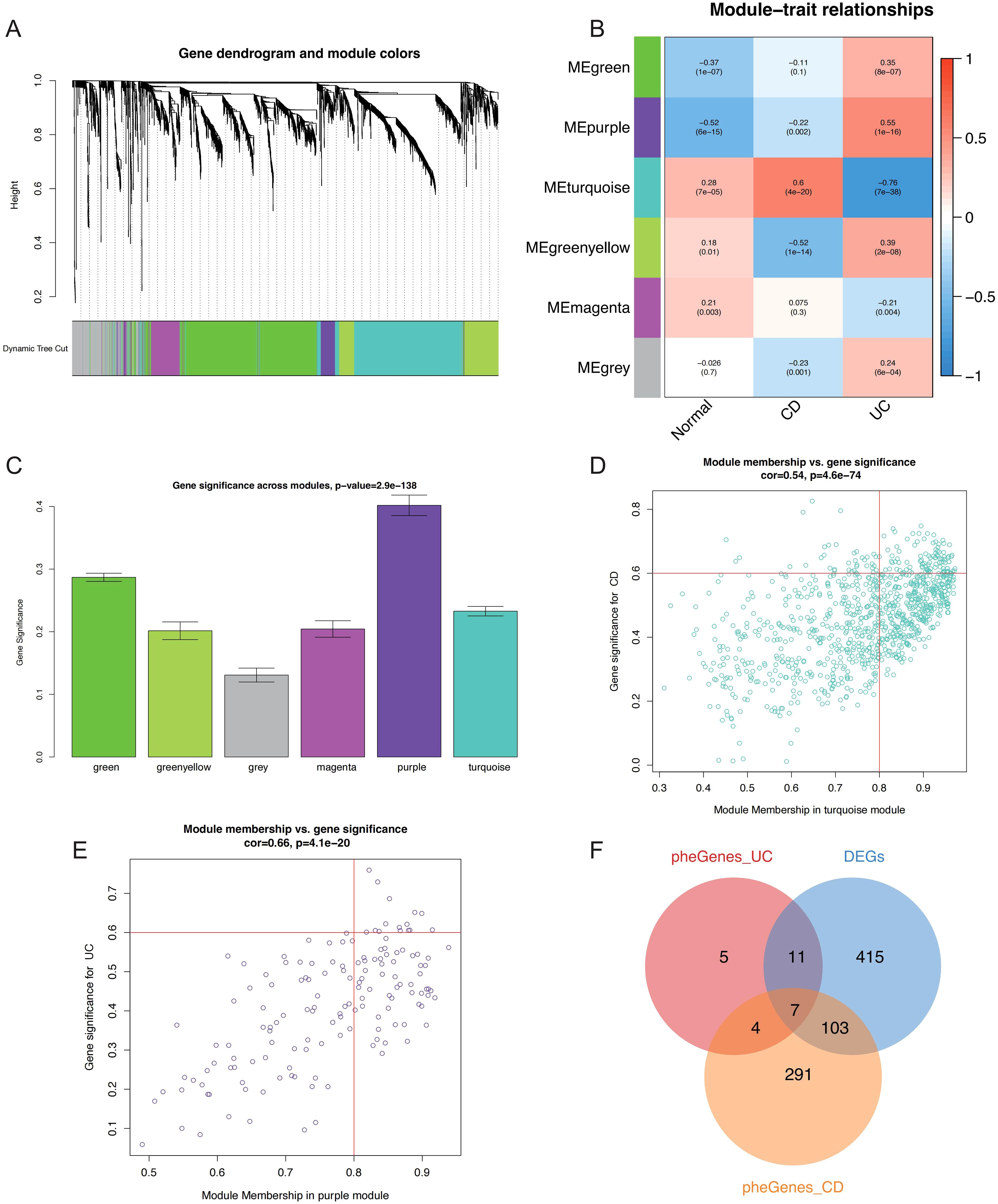 Panel A shows a gene dendrogram with module colors beneath. Panel B is a heatmap displaying module-trait relationships for MEgreen, MEpurple, MEturquoise, MEgreenyellow, MEmagenta, and MEgrey across Normal, CD, and UC categories. Panel C is a bar graph illustrating gene significance across modules with a p-value of 2.9e-138. Panel D is a scatter plot of module membership versus gene significance for CD, with a correlation of 0.54. Panel E is a similar scatter plot for UC, with a correlation of 0.66. Panel F is a Venn diagram showing overlaps among pheGenes_UC, DEGs, and pheGenes_CD.