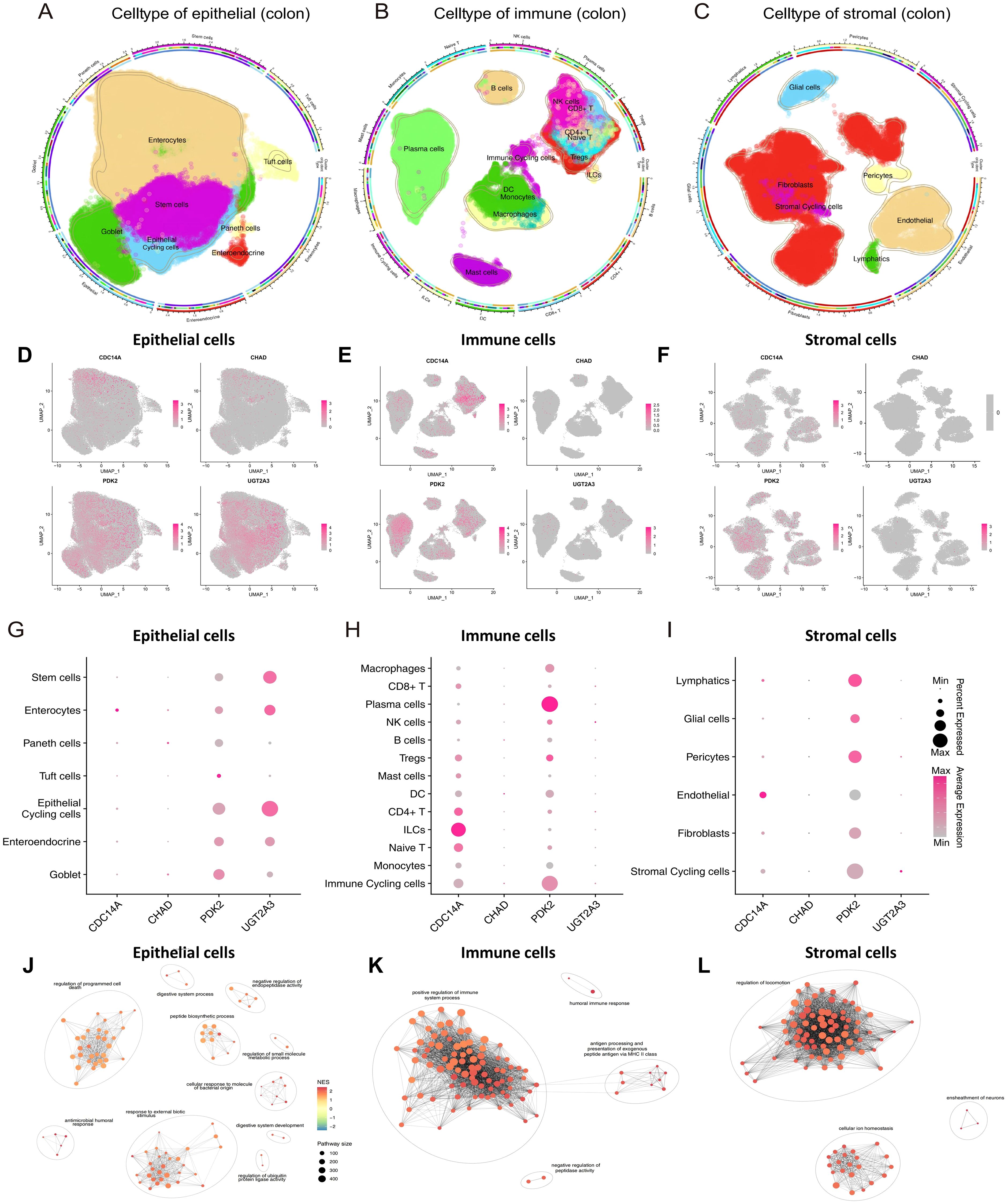 The composite image shows various analyses of colon cell types. Panels A to C depict circular diagrams of epithelial, immune, and stromal cell types, respectively, highlighting different cell categories. Panels D to F present scatter plots illustrating gene expression in epithelial, immune, and stromal cells, marked by pink gradients. Panels G to I are bubble plots comparing expression of specific genes across different colon cell types. Panels J to L display network diagrams depicting pathway interactions among epithelial, immune, and stromal cells.