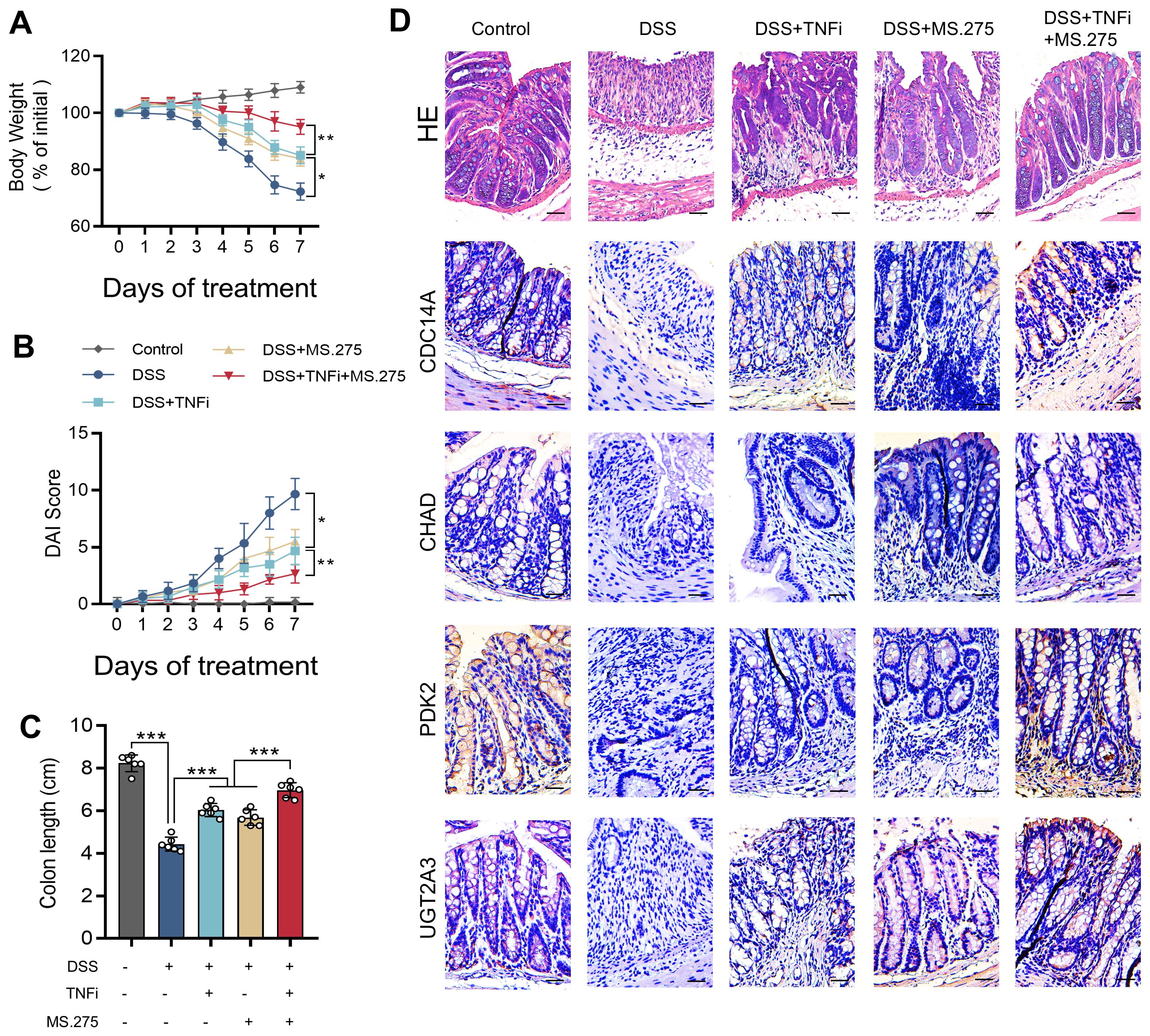Line graphs and bar chart illustrate data on DSS treatment and various interventions over seven days, showing effects on body weight, disease activity index, and colon length. Histological images display colon tissue under different treatment conditions, with varying staining intensities for HE, CDC14A, CHAD, PDK2, and UGT2A3 markers. Significant differences are highlighted.