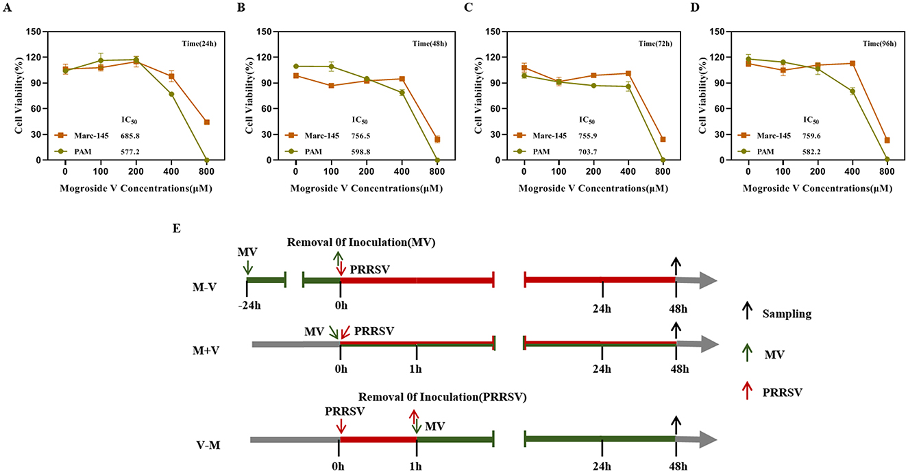 Line graphs A to D show cell viability percentages at various Mogroside V concentrations over time intervals of 24, 48, 72, and 96 hours. Two cell lines, Marc-145 and PAM, are compared, with IC−50 values indicated. Diagram E explains experimental procedures involving inoculation and sampling of MV (in green) and PRRSV (in red), displayed over a timeline for different treatment scenarios.