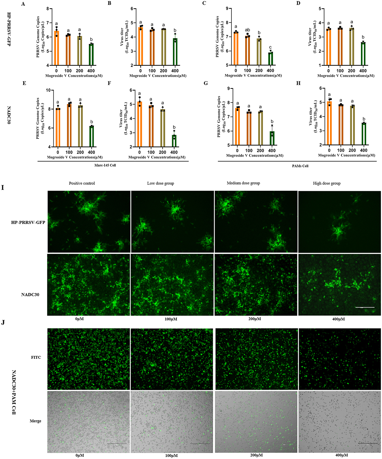 Graphs and images analyze the effect of varying mogroside V concentrations on PRRSV in Marc-145 and PAMs cells. Eight bar graphs (A-H) show genome copy numbers and inhibition rates. Fluorescent microscopy images (I-J) visually display the effects, comparing controls with low to high doses of mogroside V, highlighting changes in viral presence through green fluorescence.