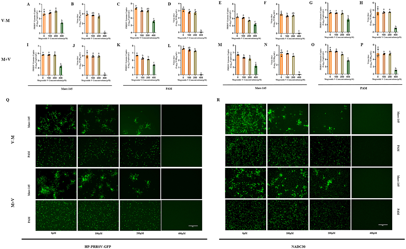 Bar graphs and fluorescence microscopy panels display the effects of Magnolia V on viral infection in Marc-145 and PAM cells. Graphs (A-P) depict treatment concentrations and viral activity, while panels (Q-R) show cell fluorescence at varying concentrations.