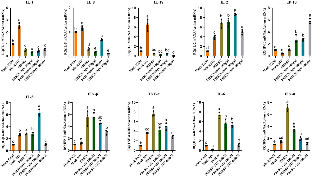 Bar graphs display relative expression levels of various mRNAs (IL-1, IL-8, IL-18, IL-2, IP-10, IL-β, IFN-β, TNF-α, IL-6, IFN-α) under different conditions: Mock-PAM, PRRSV-PAM, and PRRSV with treatments at 10 micromolar, 20 micromolar, and 40 micromolar. Statistical significance is indicated by different letters above bars.