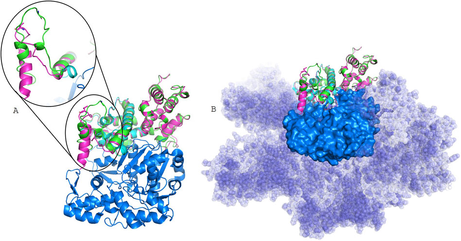 Diagram illustrating a protein complex structure. Panel A shows a zoomed-in view of colorful helical structures in magenta, green, and blue. Panel B displays the entire complex with a blue surface representation, highlighting the spatial arrangement and interactions of the helices.
