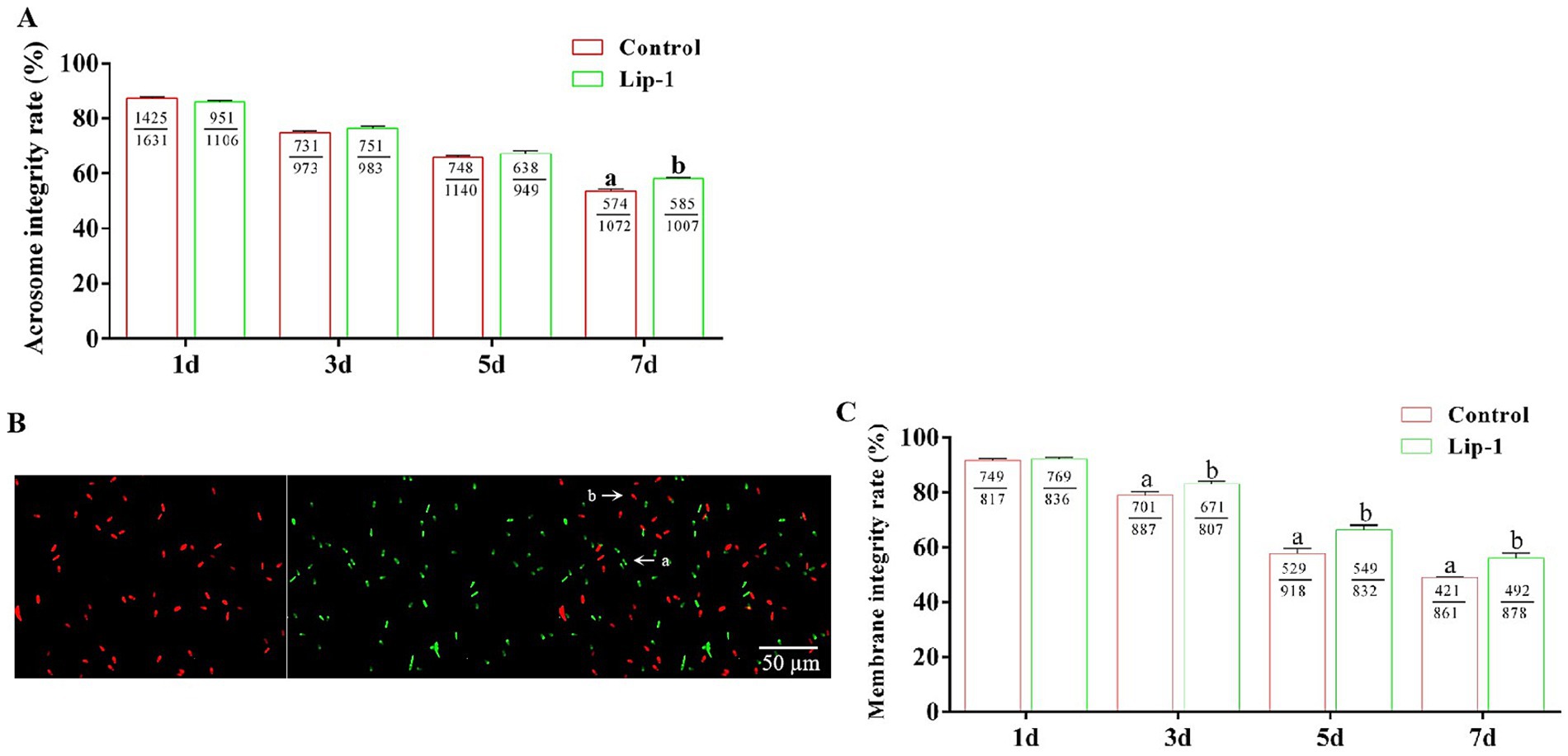 Chart A shows acrosome integrity rates comparing Control and Lip-1 groups over seven days, with slight variations. Image B depicts red and green fluorescence, indicating cell samples with a 50-micrometer scale. Chart C presents membrane integrity rates for the same groups over the same days, showing differences in values.