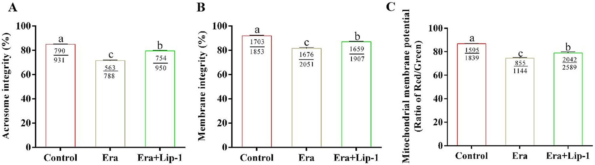 Bar graphs labeled A, B, and C. Graph A shows acrosome integrity percentage for Control, Era, and Era+Lip-1 groups, with Control highest, followed by Era+Lip-1. Graph B depicts membrane integrity with Control highest, closely followed by Era+Lip-1. Graph C illustrates mitochondrial membrane potential, showing Era+Lip-1 highest, followed by Control. Each bar is labeled with values and letters (a, b, c) indicating statistical significance.