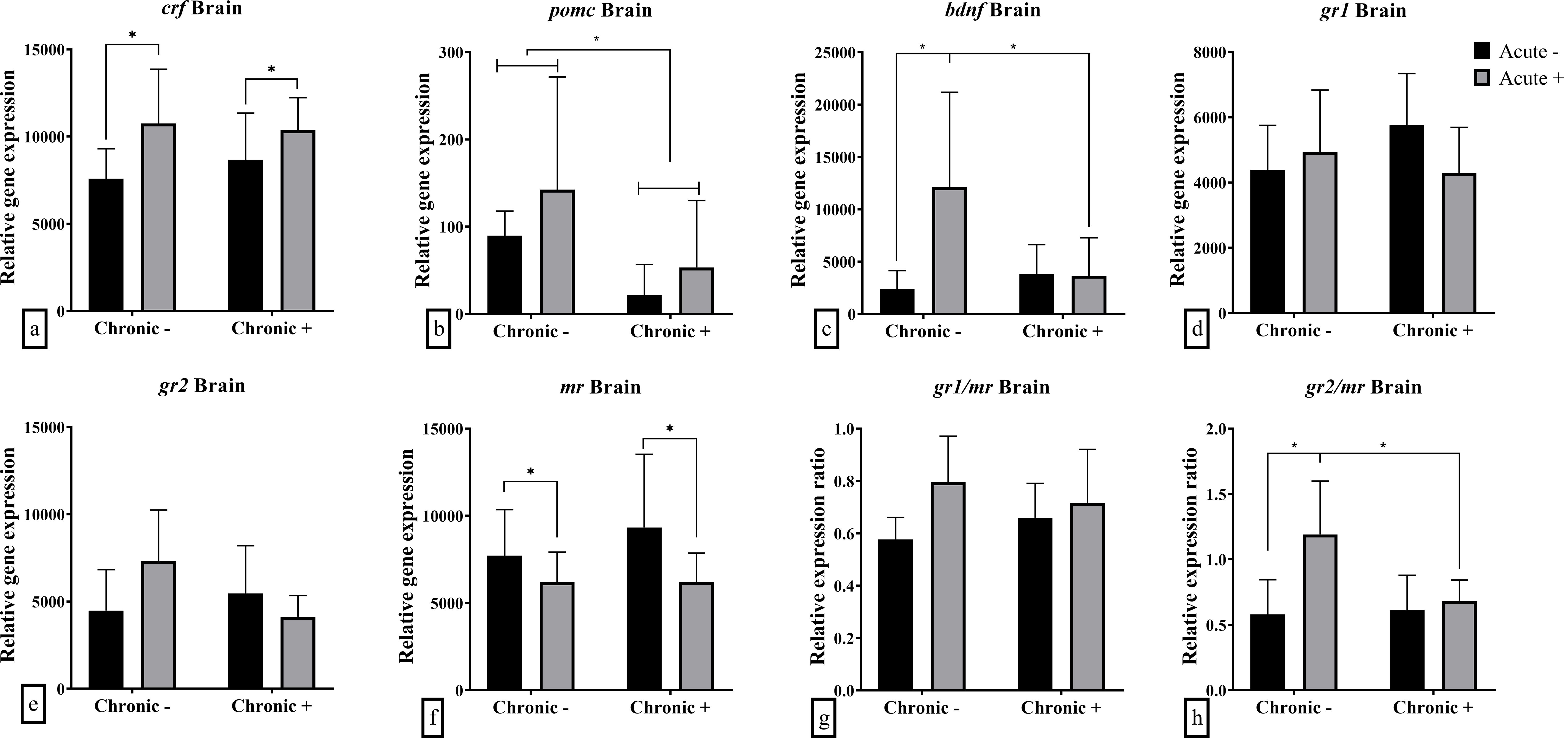 Bar graphs illustrating relative gene expression and expression ratios for various brain-related genes (crf, pomc, bdnf, gr1, gr2, mr, gr1/mr, gr2/mr) under acute and chronic conditions. Significant differences are marked with an asterisk.