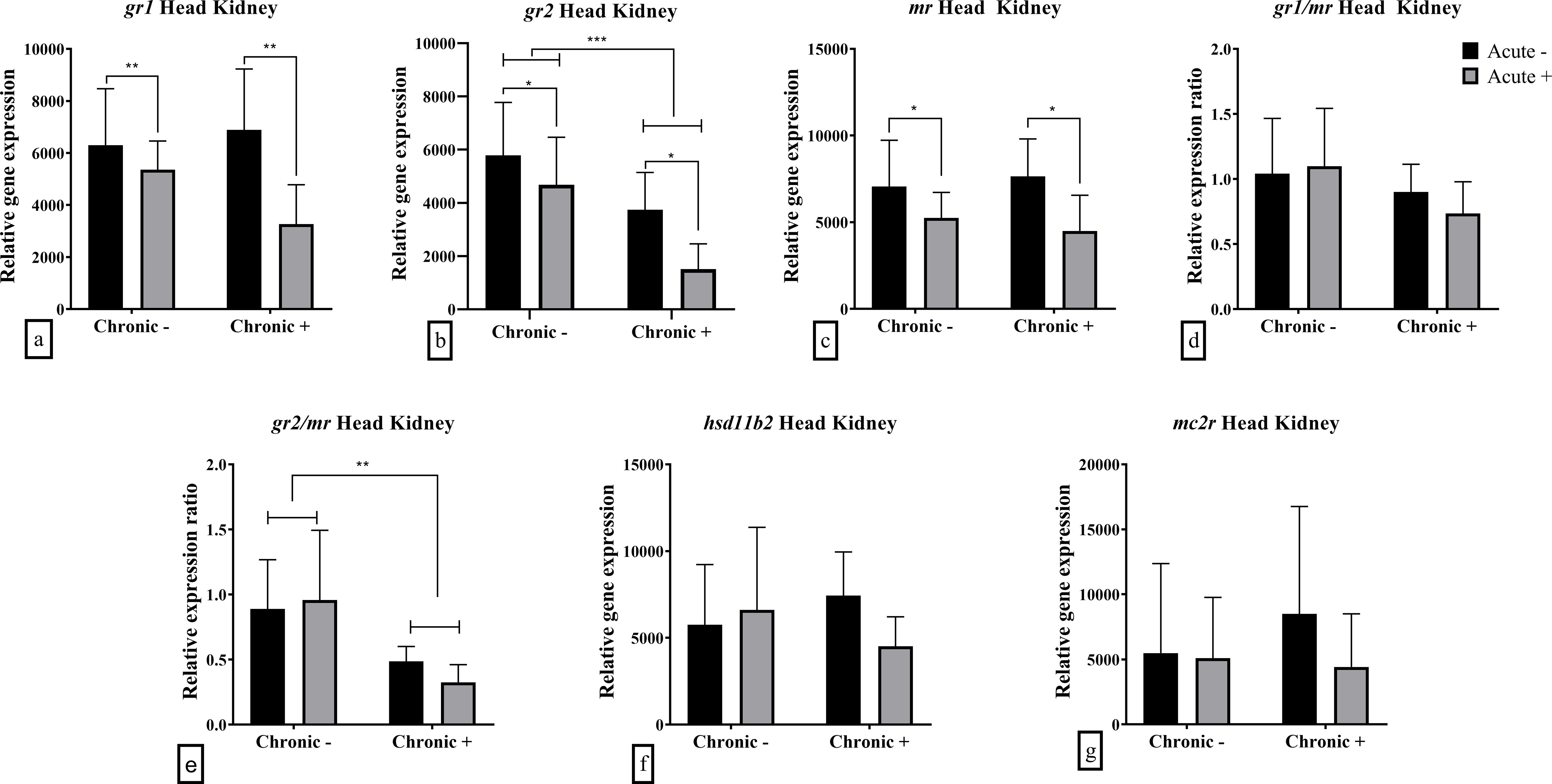 Bar charts showing relative gene expression in fish head kidneys for different conditions. Panels (a) to (g) display gene expressions for gr1, gr2, mr, gr1/mr, gr2/mr, hsd11b2, and mc2r. Each panel compares chronic conditions with acute and chronic stress. Significant differences are marked with asterisks.