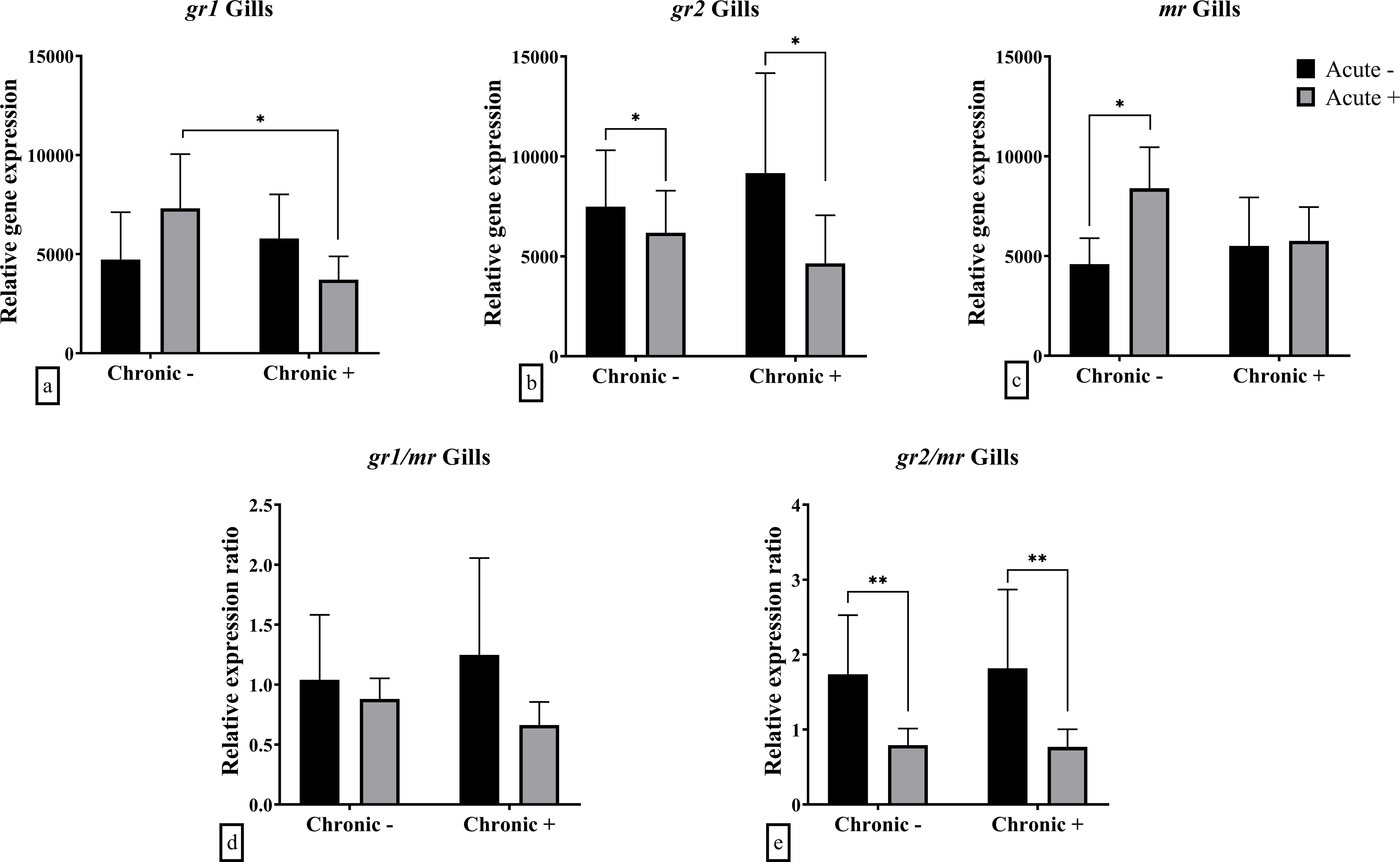 Bar charts display relative gene expression in gills under acute and chronic conditions. Panels a-c show individual gene expression for gr1, gr2, and mr, indicating higher expression in acute states. Panels d-e show expression ratios for gr1/mr and gr2/mr, with significant differences marked.