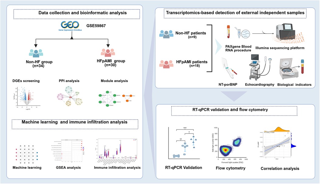 Flowchart of the research process including data collection, bioinformatics, and validation steps. It outlines steps from GEO database extraction of two groups: Non-HF (34 samples) and HFpAMI (30 samples). Includes DGE screening, PPI, module analysis, followed by machine learning, GSEA, and immune infiltration. External samples were analyzed via PAXgene and Illumina sequencing. Validation using NT-proBNP, echocardiography, RT-qPCR, and flow cytometry, concluding with correlation analysis.