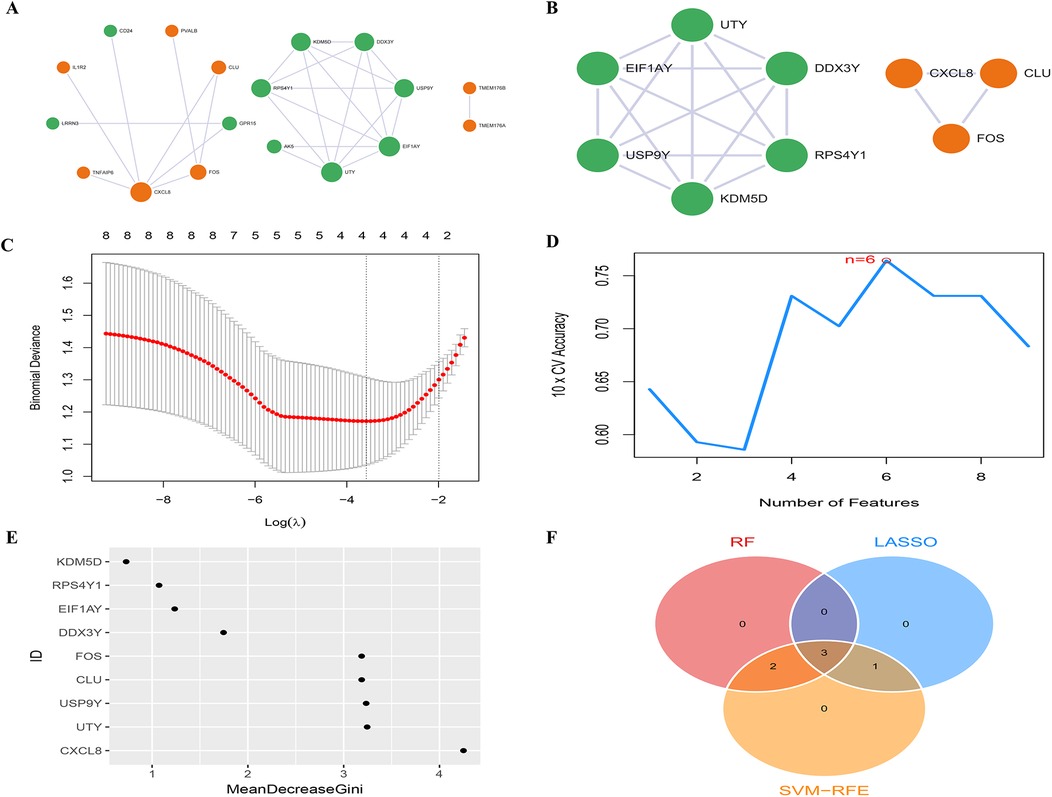 Panel A shows three gene interaction networks with green and orange nodes. Panel B presents two smaller gene networks. Panel C features a plot of binomial deviance versus log(lambda) with a distinct U-shaped curve. Panel D is a line plot showing 10-fold cross-validation accuracy against the number of features, peaking at six features. Panel E is a dot plot displaying gene importance based on MeanDecreaseGini. Panel F contains a Venn diagram with three overlapping circles labeled RF, LASSO, and SVM-RFE, highlighting shared and unique elements.