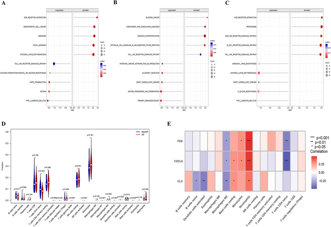 Five panels of graphical data visualizations. Panels A, B, and C are dot plots showing pathways with Normalized Enrichment Scores (NES) for suppressed and activated conditions, indicating significance by dot size and color intensity. Panel D is a violin plot comparing cell fraction distributions between NonHF and HF groups across multiple cell types, with p-values annotated. Panel E is a heatmap displaying the correlation of three genes (FOS, CXCL8, CLU) with various immune cells, marked by color intensity and significance symbols for different p-values.