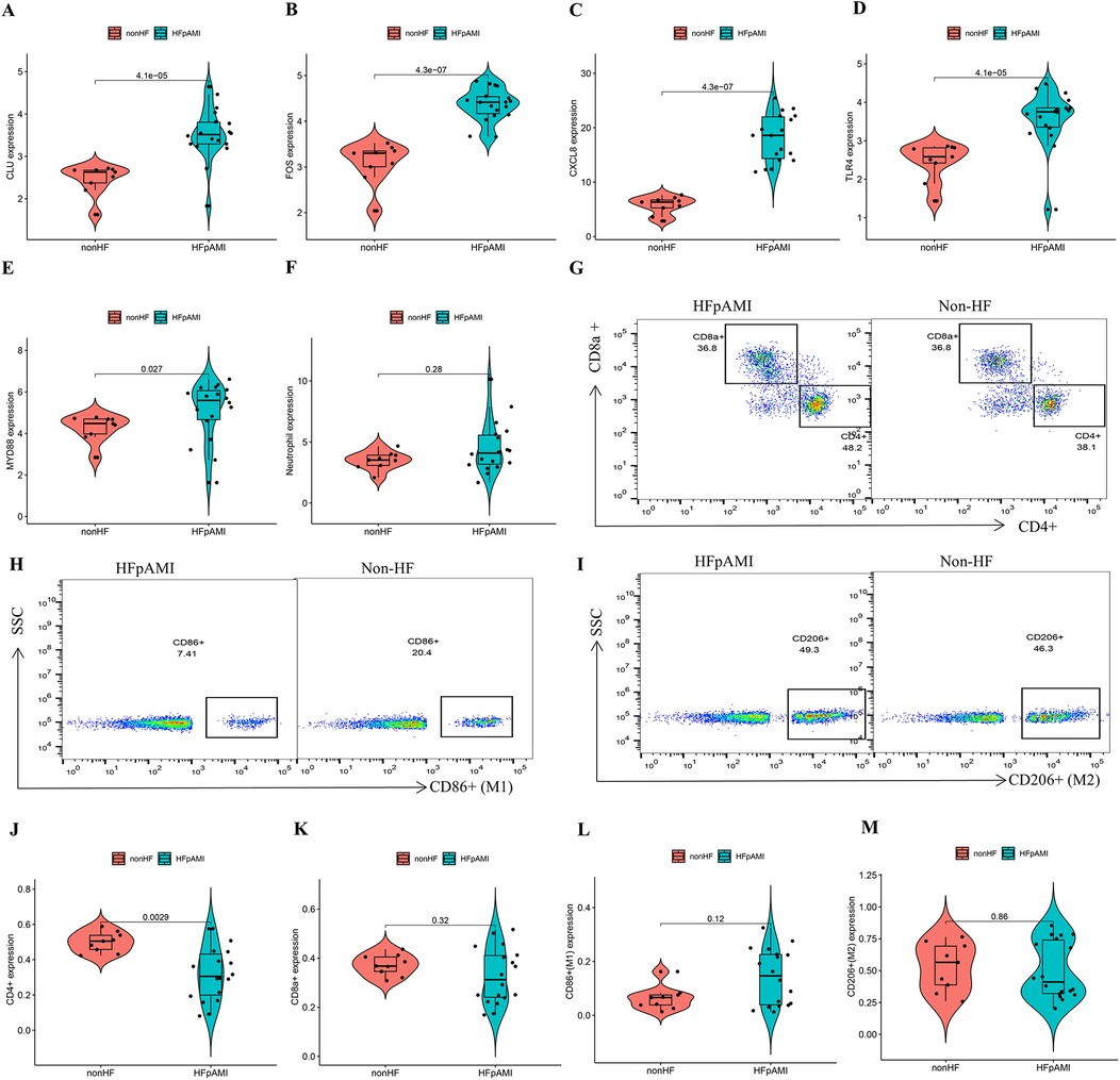 Violin plots and scatter plots comparing non-HF and HFpAMI groups. Violin plots (A-F, J-M) show expression levels of CLU, FOS, CXCL8, TLR4, MYD88, neutrophil count, CD4, CD8, M1, and M2. Scatter plots (G-I) depict CD4+ and CD8+ populations with detailed analyses of CD86+ and CD206+. Plots highlight statistical differences between groups.