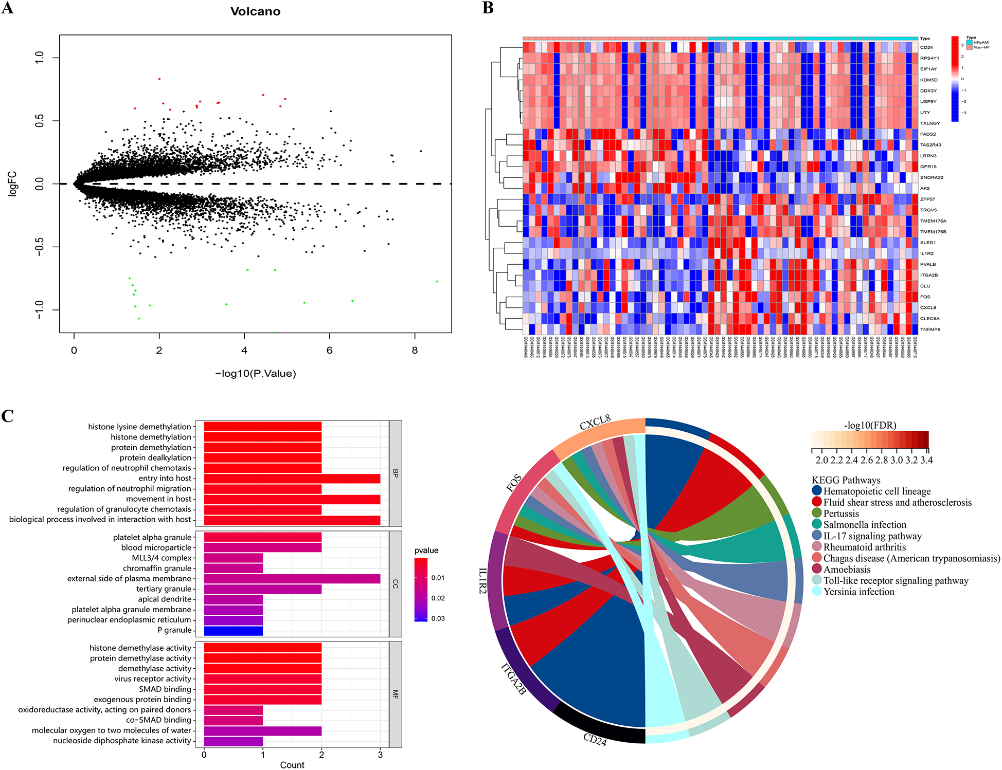Panel A shows a volcano plot displaying gene expression with log fold change versus negative log ten p-values. Panel B is a heatmap clustering gene expression data, color-coded by expression levels. Panel C includes bar graphs indicating gene ontology terms split into three categories with color-coded p-values and a circular KEGG pathway diagram illustrating connections between genes and pathways, color-coded by significance.