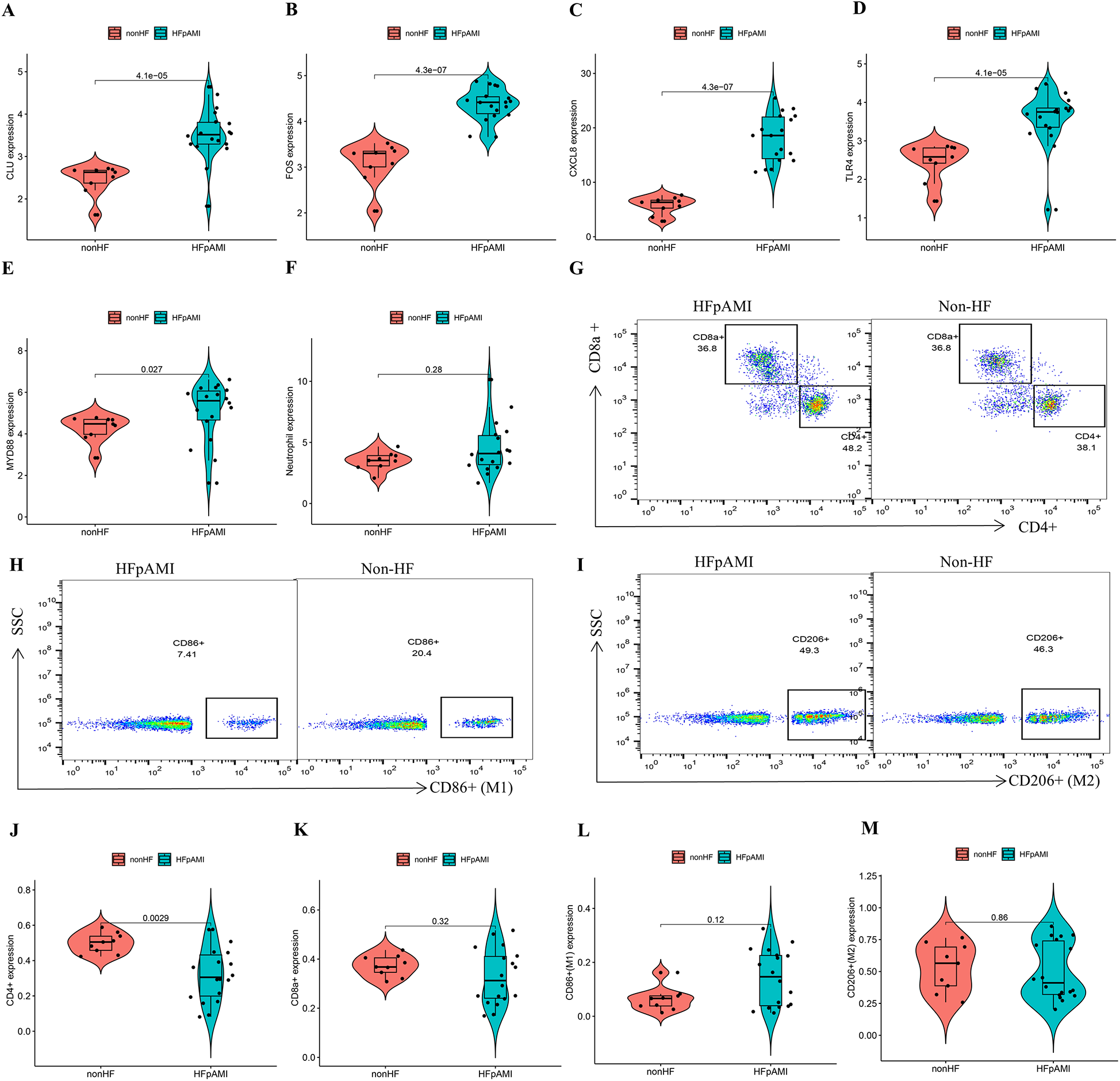 Violin plots and scatter plots comparing non-HF and HFpAMI groups. Violin plots (A-F, J-M) show expression levels of CLU, FOS, CXCL8, TLR4, MYD88, neutrophil count, CD4, CD8, M1, and M2. Scatter plots (G-I) depict CD4+ and CD8+ populations with detailed analyses of CD86+ and CD206+. Plots highlight statistical differences between groups.