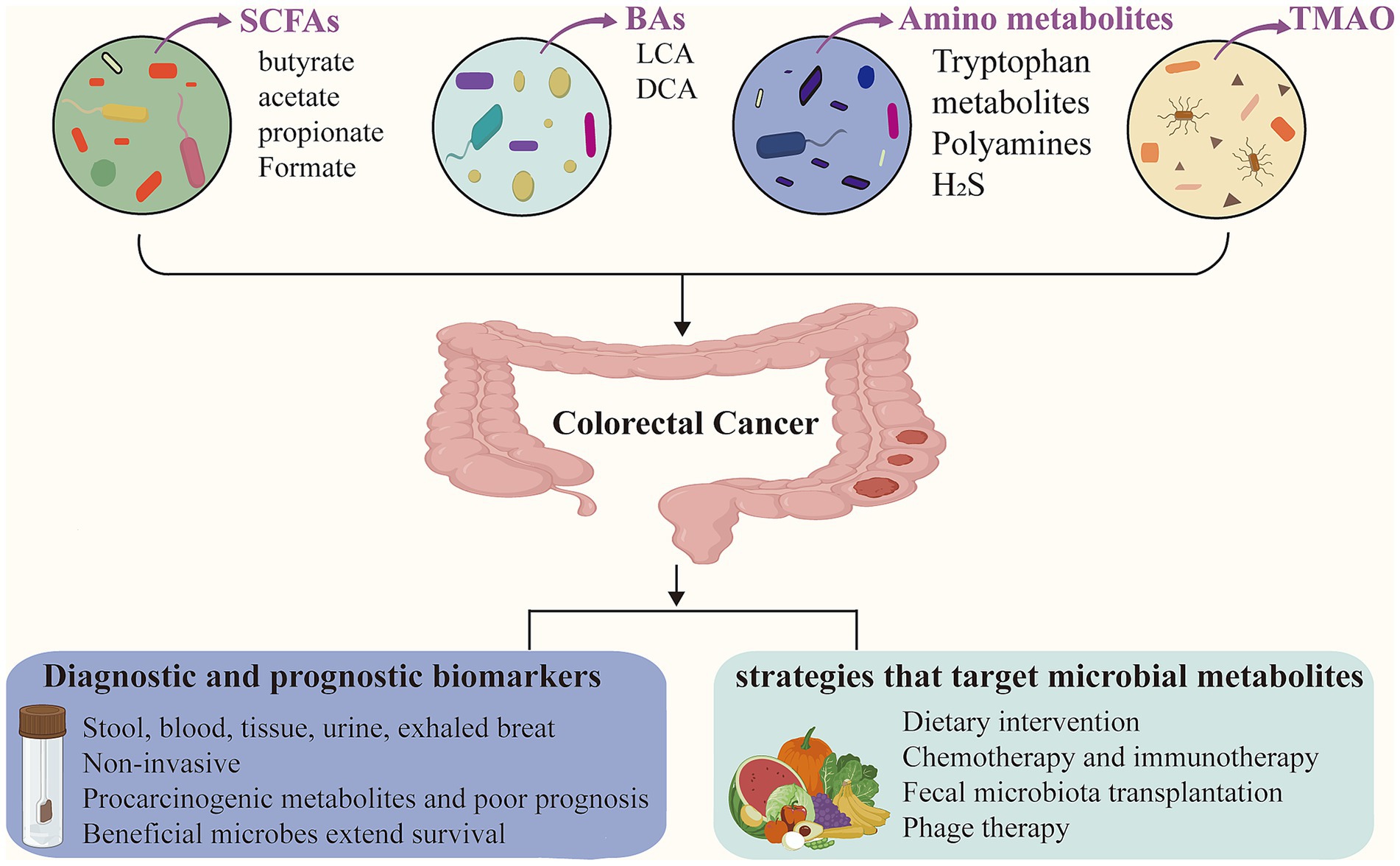 Diagram depicting the relationship between microbial metabolites and colorectal cancer. It shows short-chain fatty acids (SCFAs), bile acids (BAs), amino metabolites, and TMAO leading to cancer. Diagnostic biomarkers include stool and blood tests, while strategies targeting metabolites involve dietary intervention, chemotherapy, microbiota transplantation, and phage therapy.