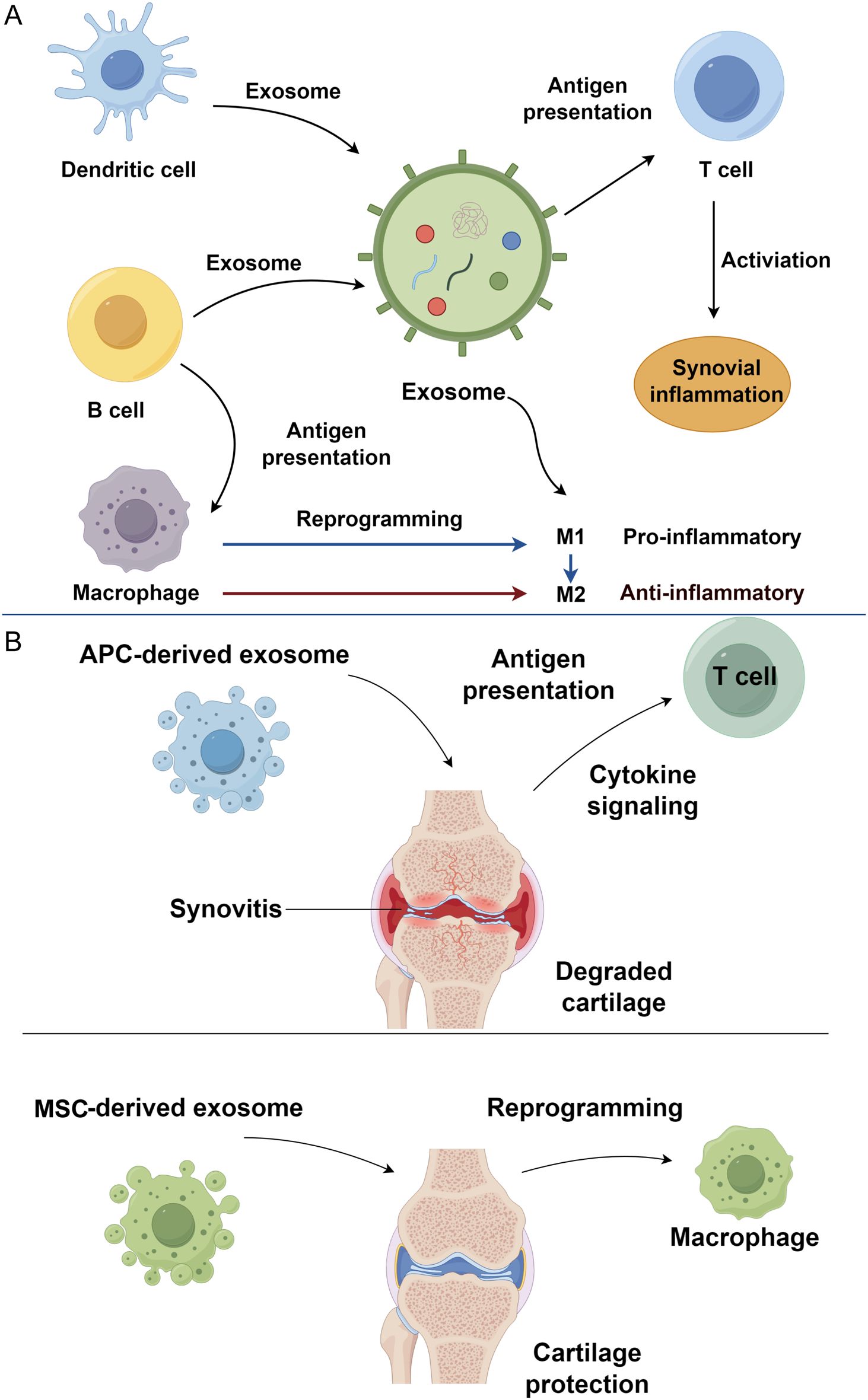 Diagram illustrating exosome roles in synovial inflammation and cartilage protection. A: Dendritic cells, B cells, and macrophages release exosomes for antigen presentation and T cell activation, influencing synovial inflammation. Exosomes modulate macrophage states between pro-inflammatory M1 and anti-inflammatory M2. B: APC-derived exosomes lead to synovitis and cartilage degradation via antigen presentation and cytokine signaling. MSC-derived exosomes reprogram macrophages and protect cartilage.